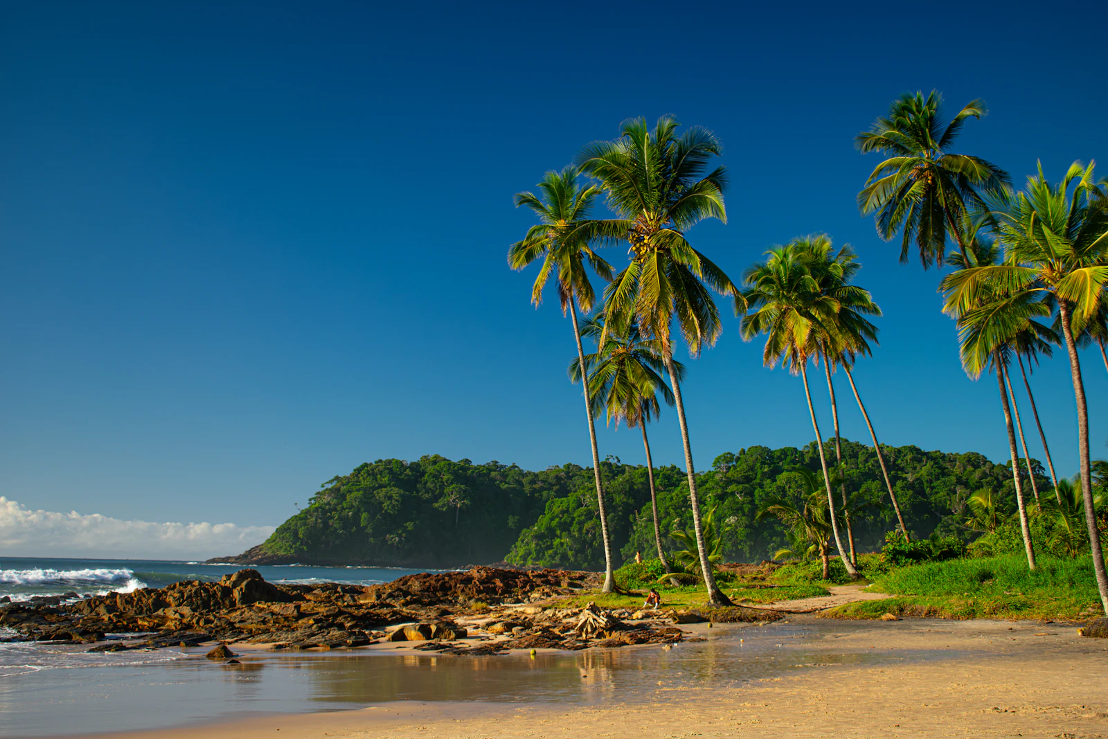 Palms on a beach below a forested headland — Itacaré, Brazil