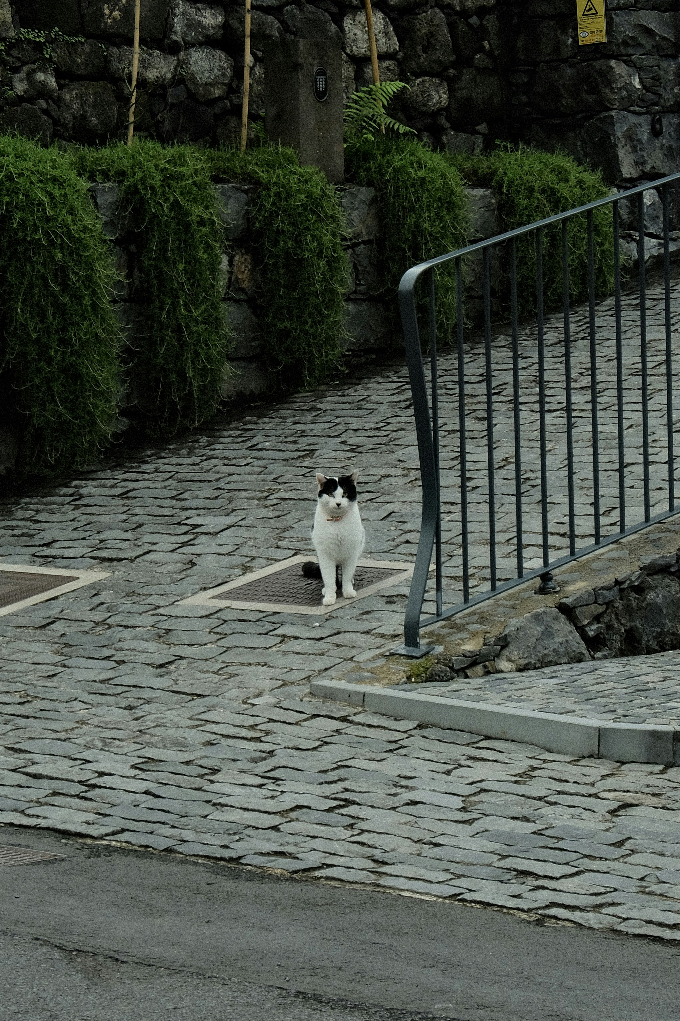 A black and white cat sitting on a cobblestone street photo – Free Cat ...