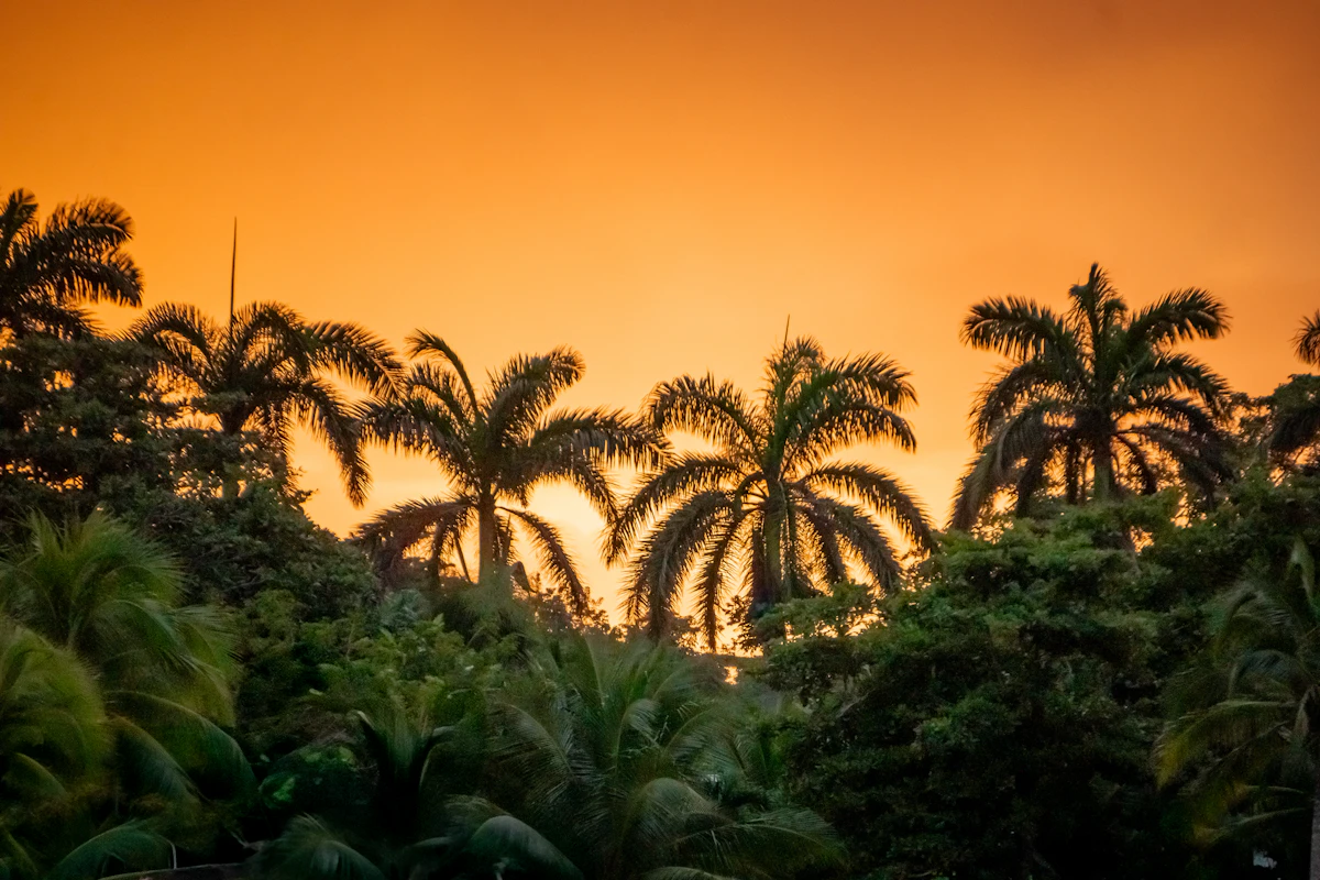Palm trees silhouetted against a Jamaican sunset