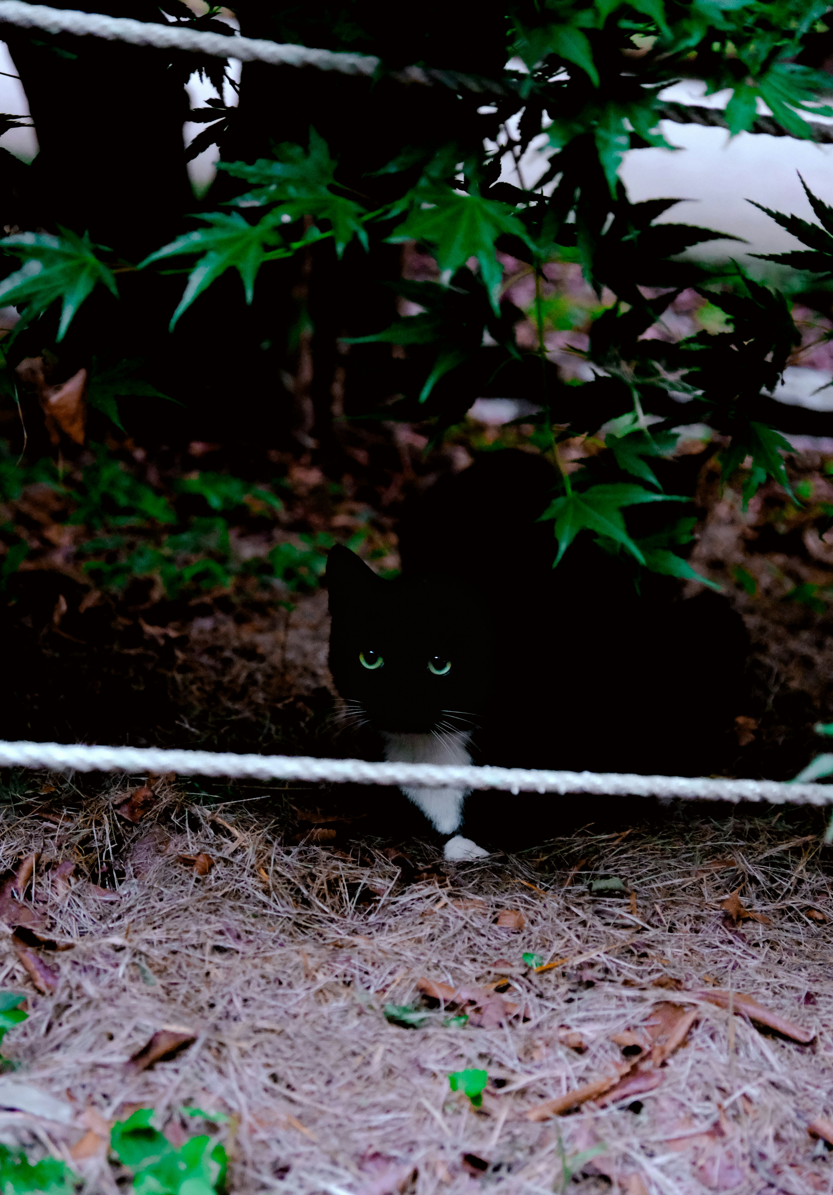 A black and white cat sitting behind a wire fence