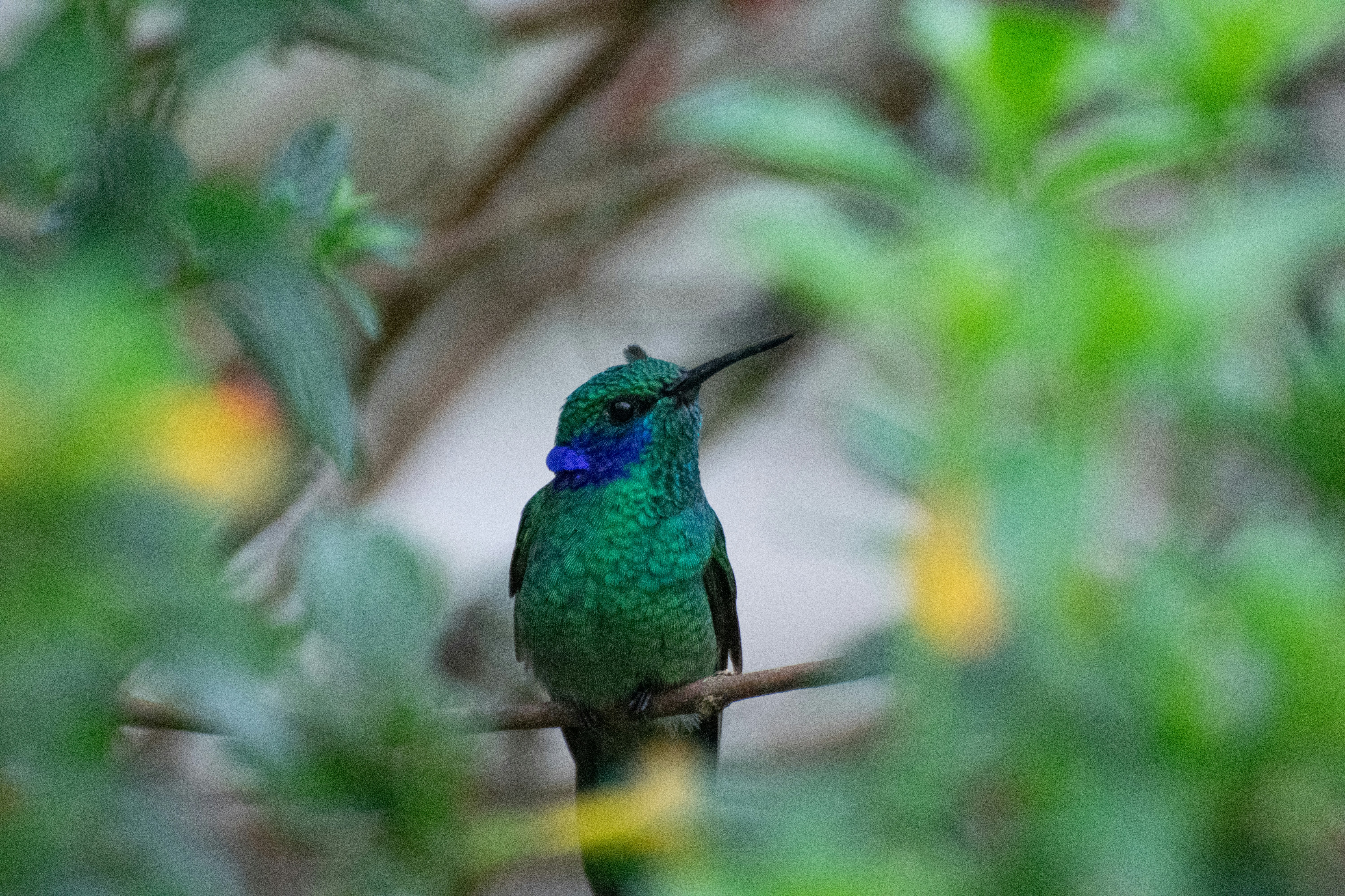 Un fantástico recorrido por las aves de Caldas