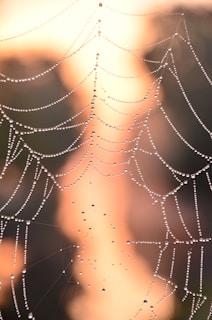 A close up of a spider web with water droplets