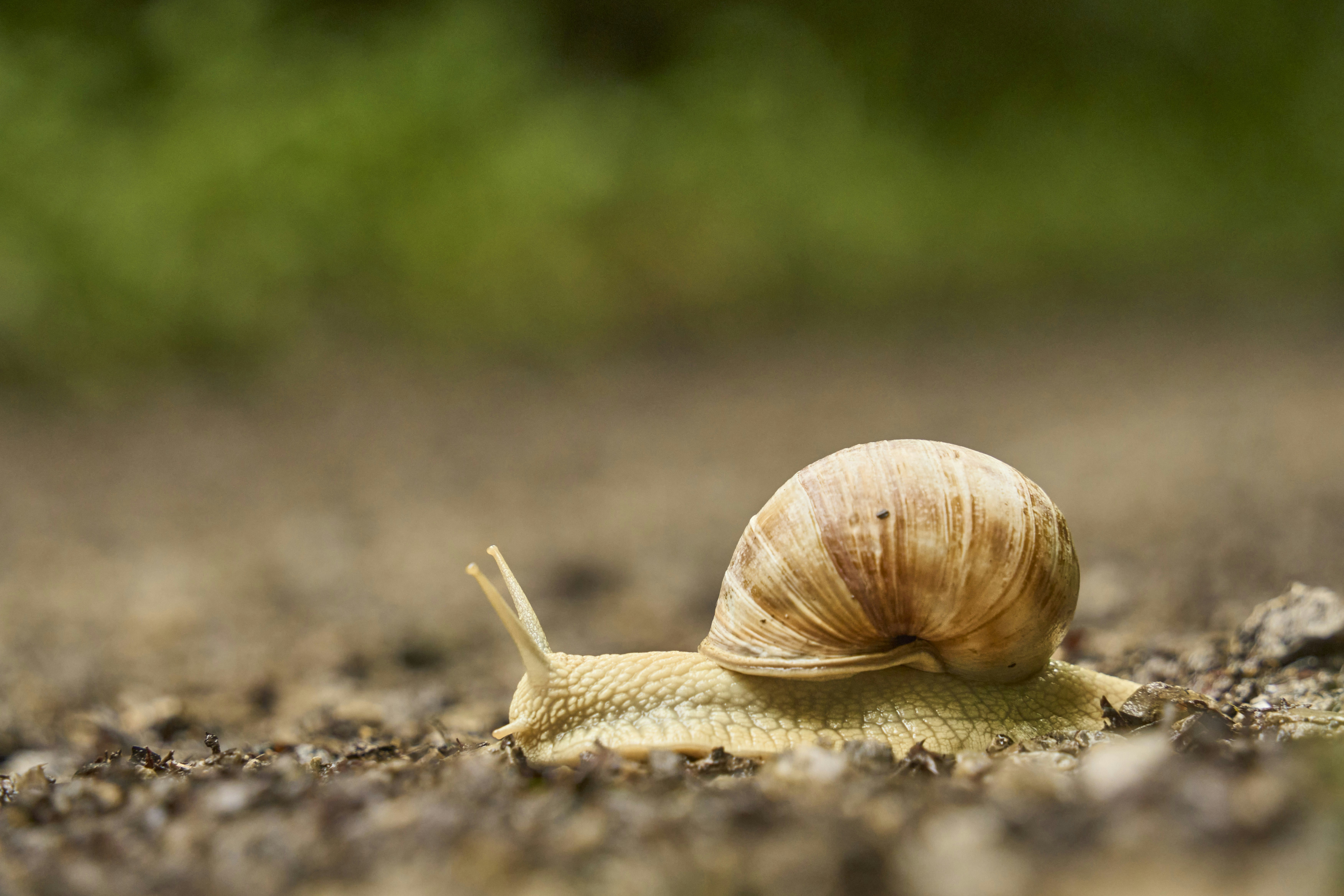 Photo by wolfgang_hasselmann