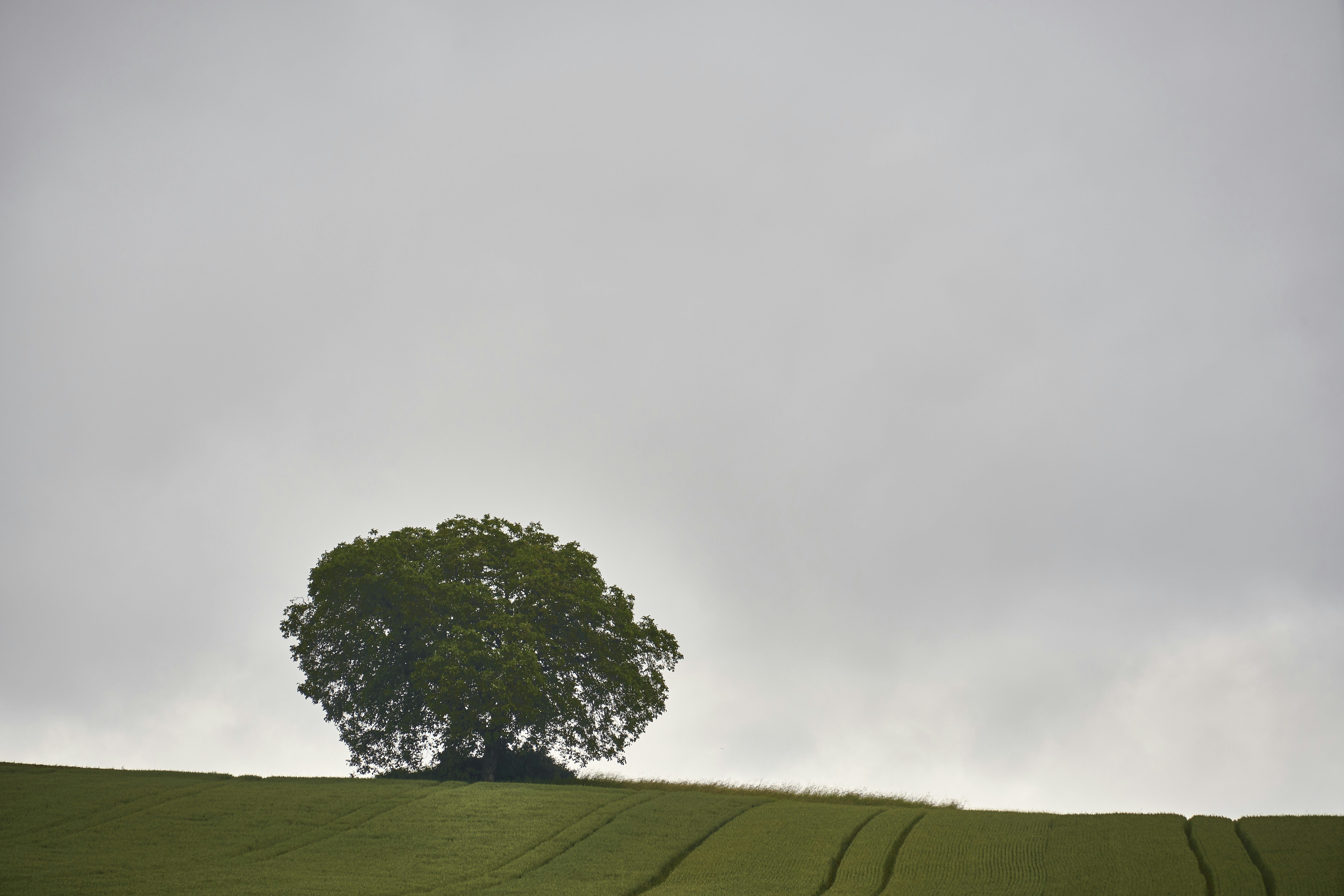 Photo by wolfgang_hasselmann