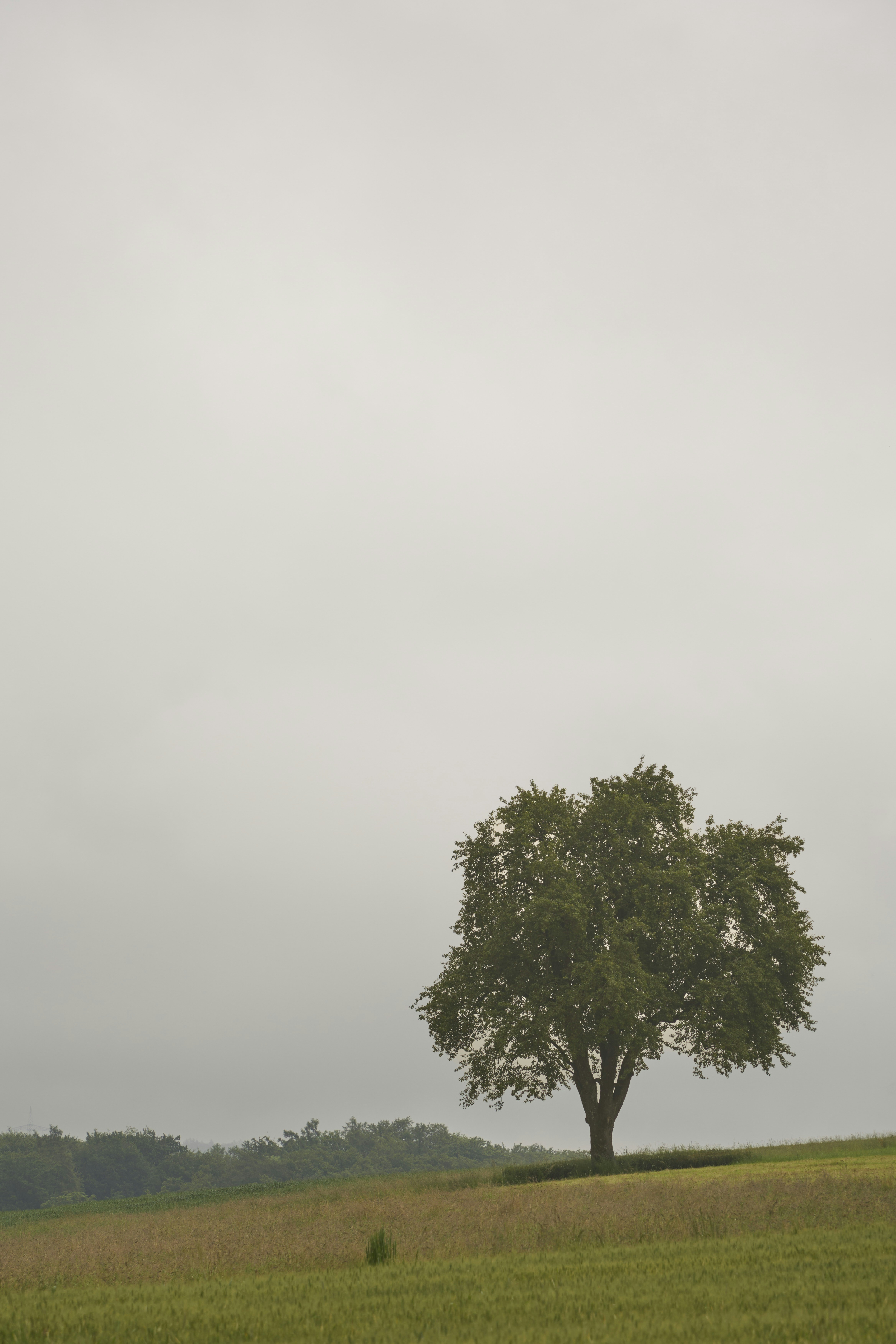 Photo by wolfgang_hasselmann