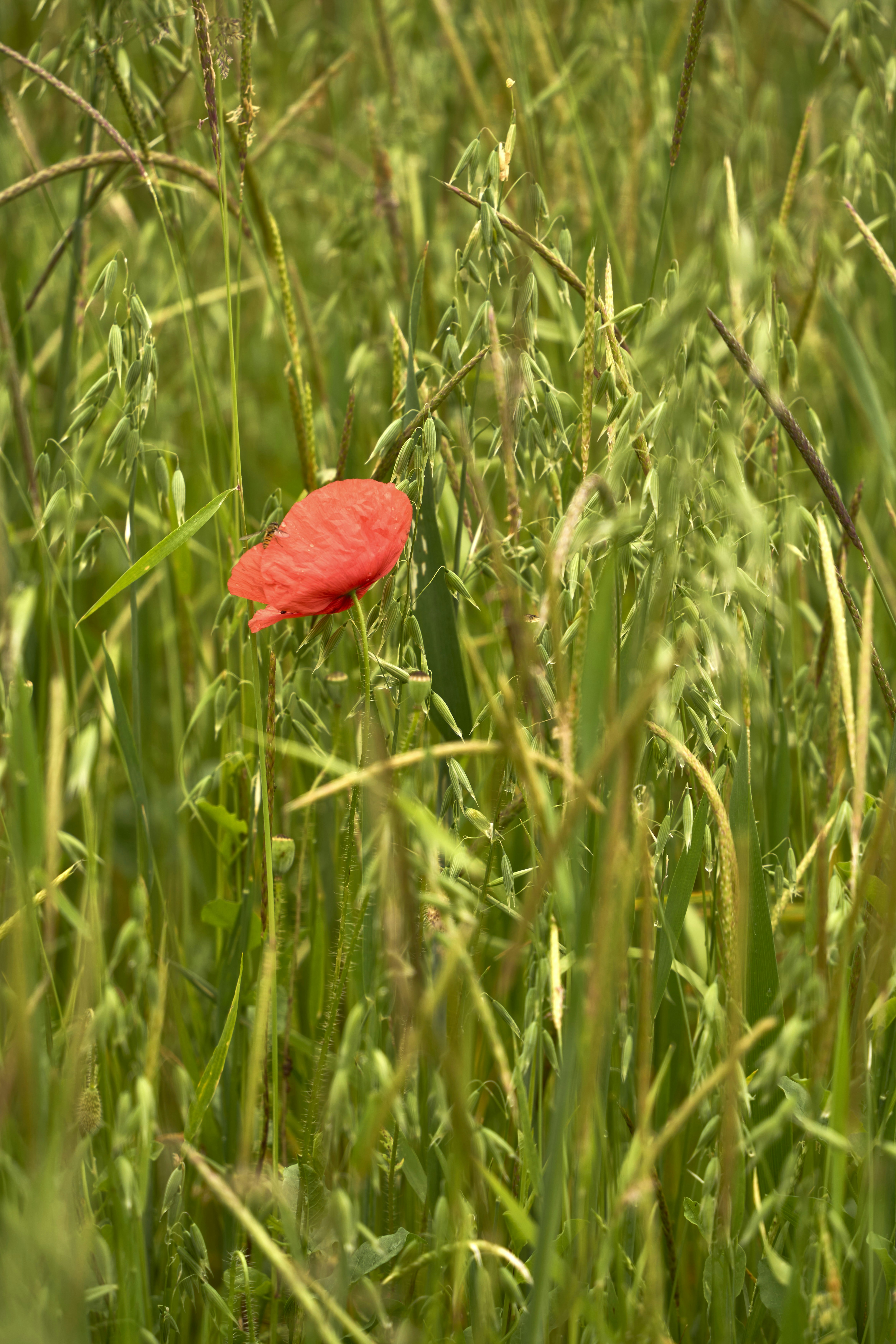 Photo by wolfgang_hasselmann