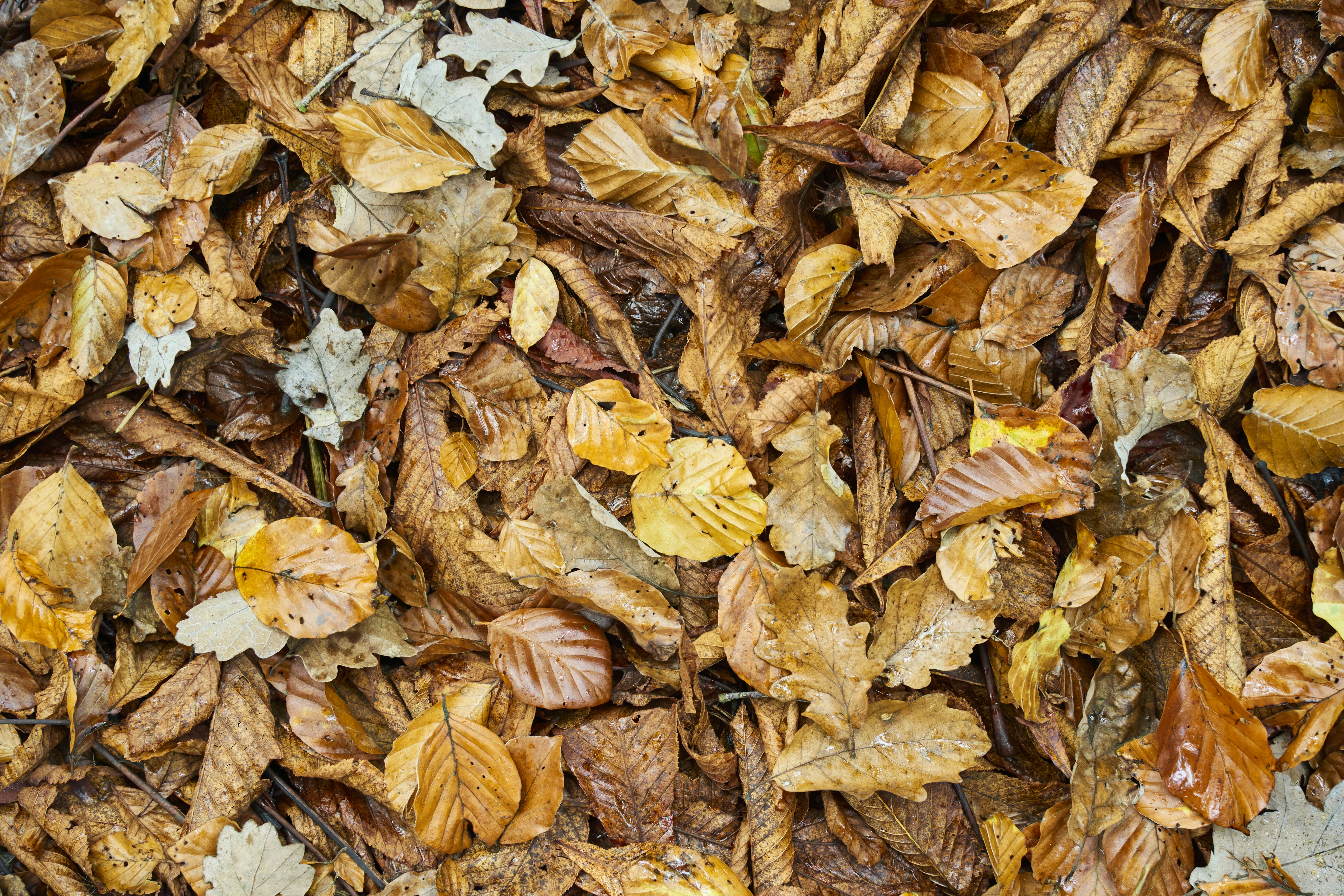 Photo by wolfgang_hasselmann