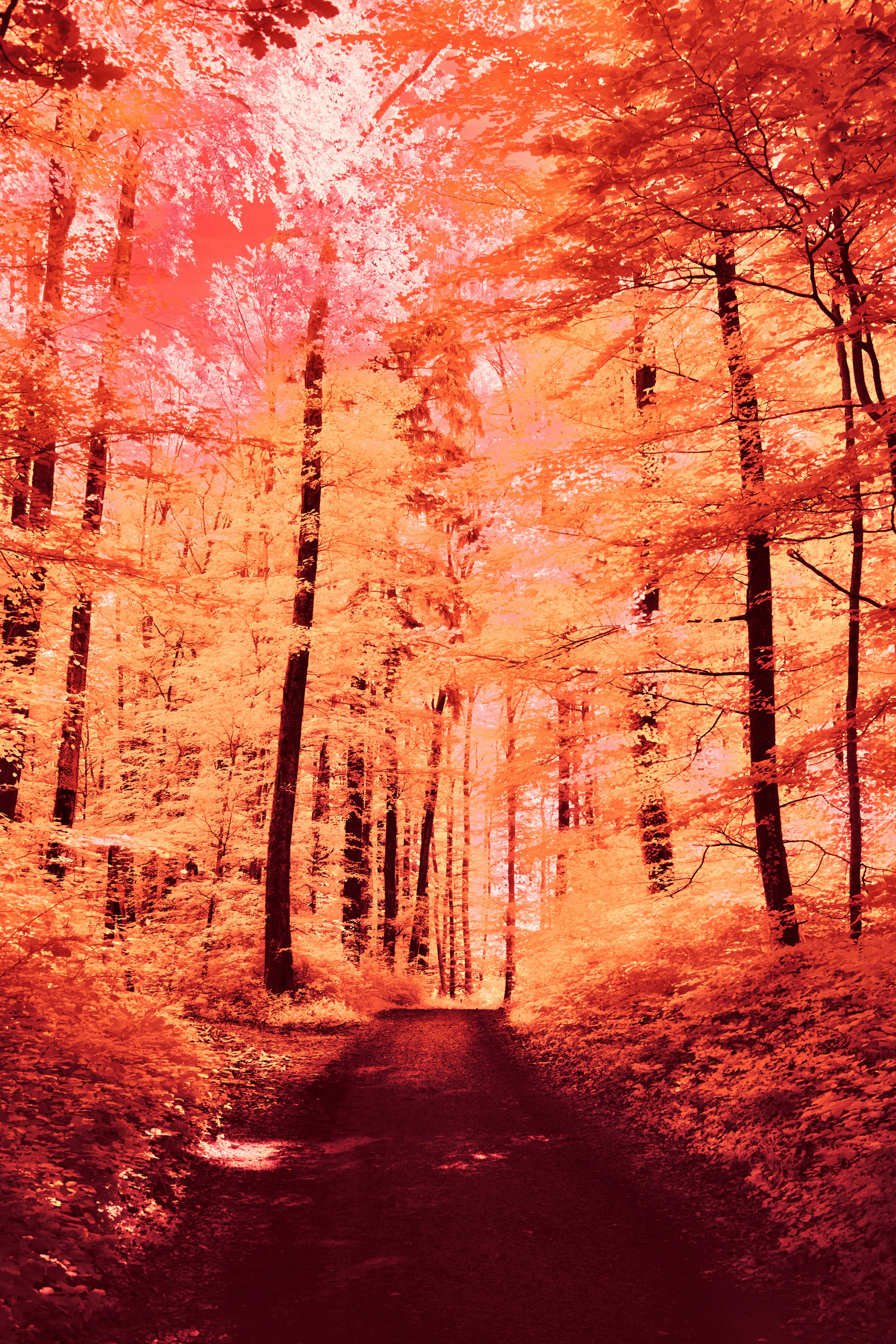 Photo by wolfgang_hasselmann