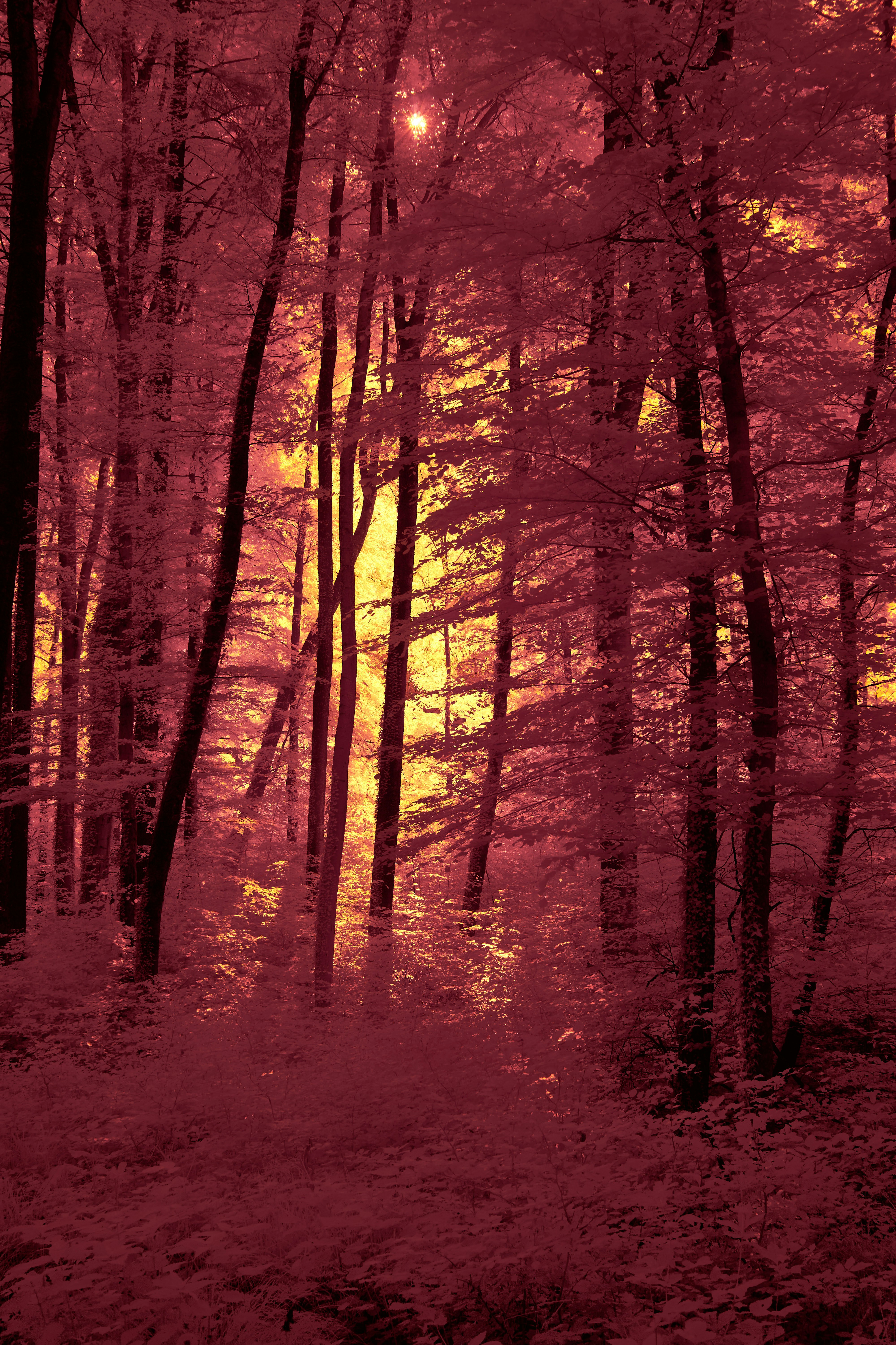 Photo by wolfgang_hasselmann