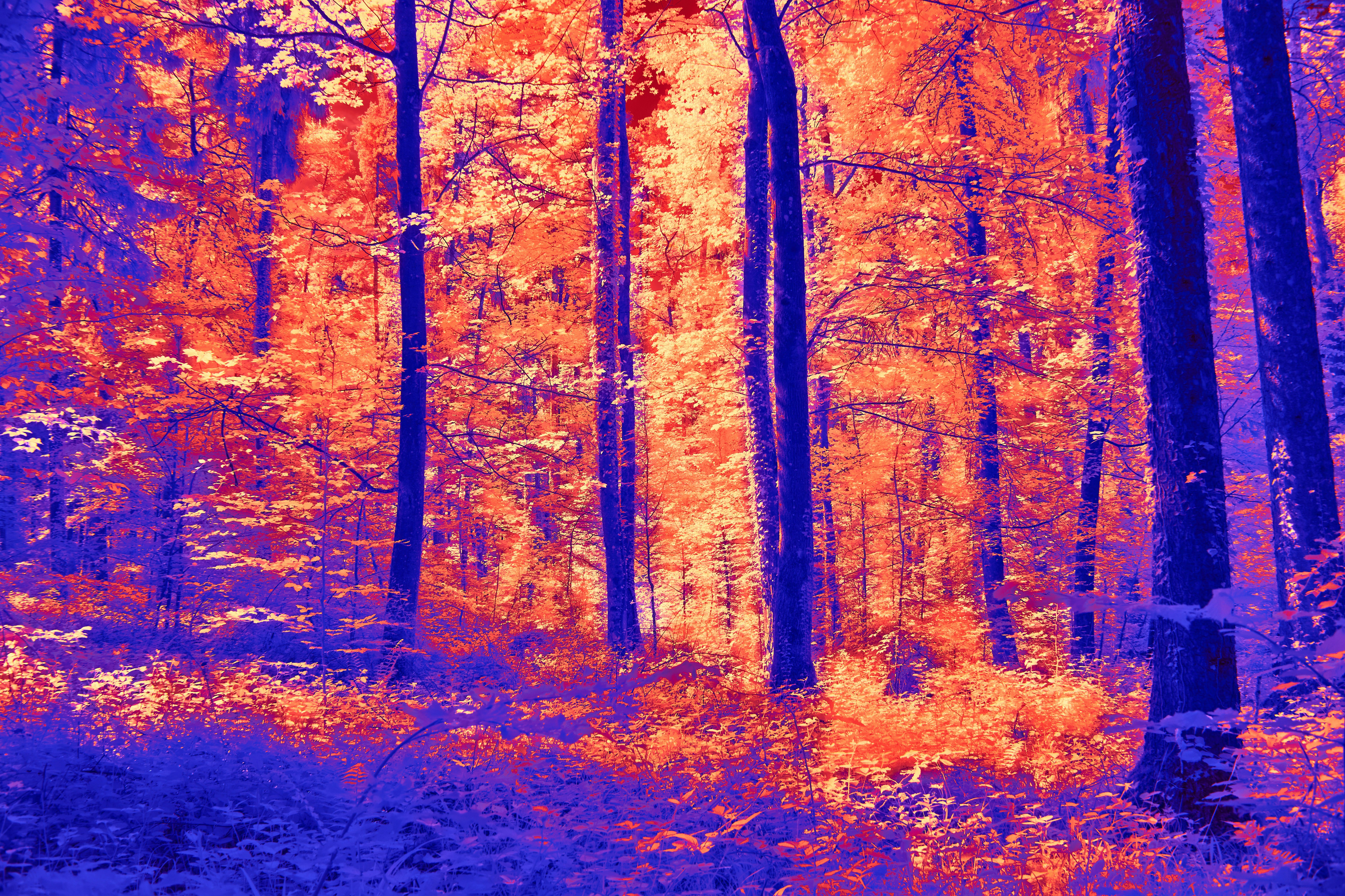 Photo by wolfgang_hasselmann