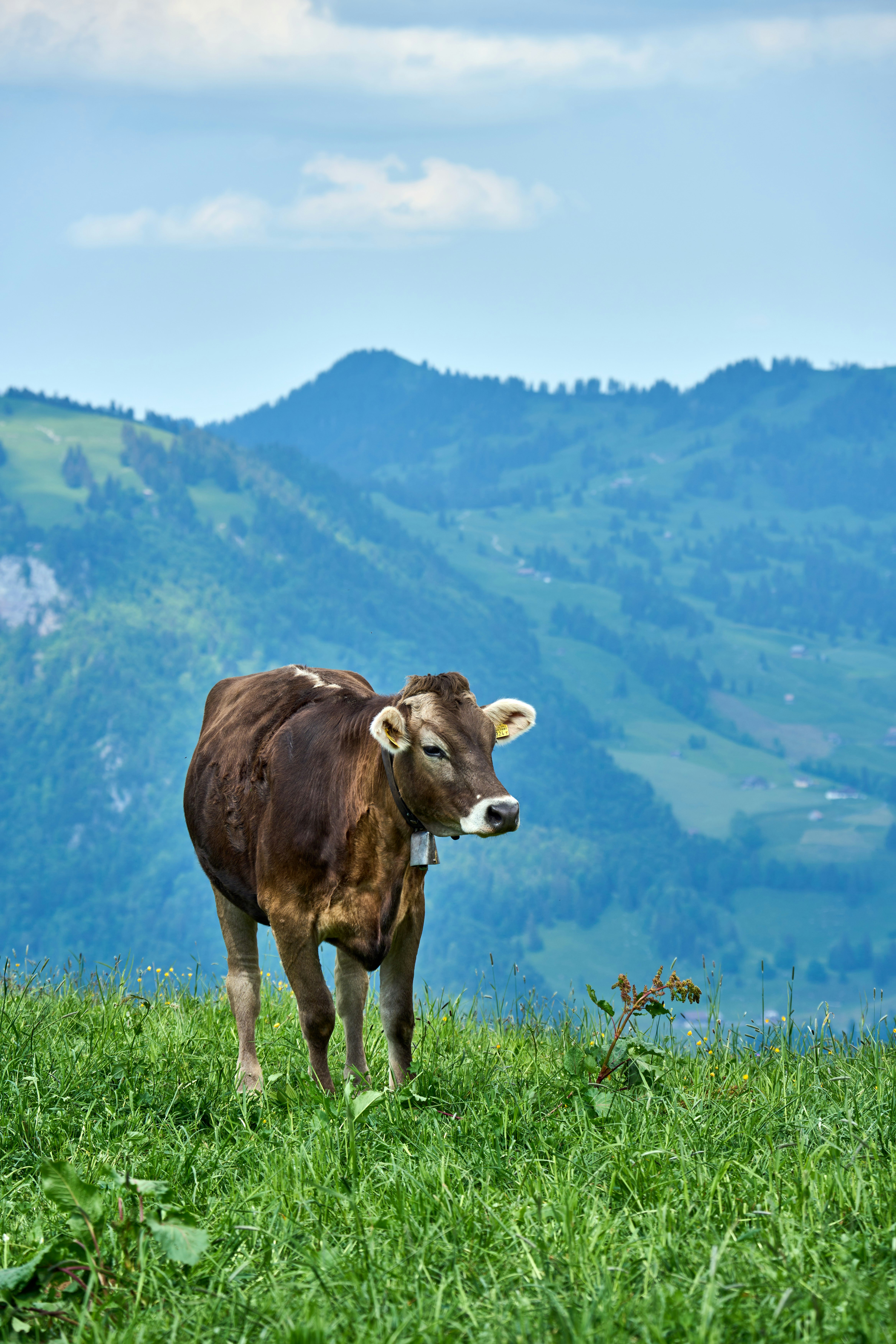 Photo by wolfgang_hasselmann