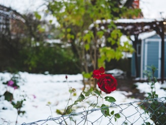 A red rose sitting on top of a snow covered field