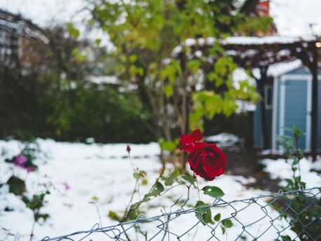 A red rose sitting on top of a snow covered field
