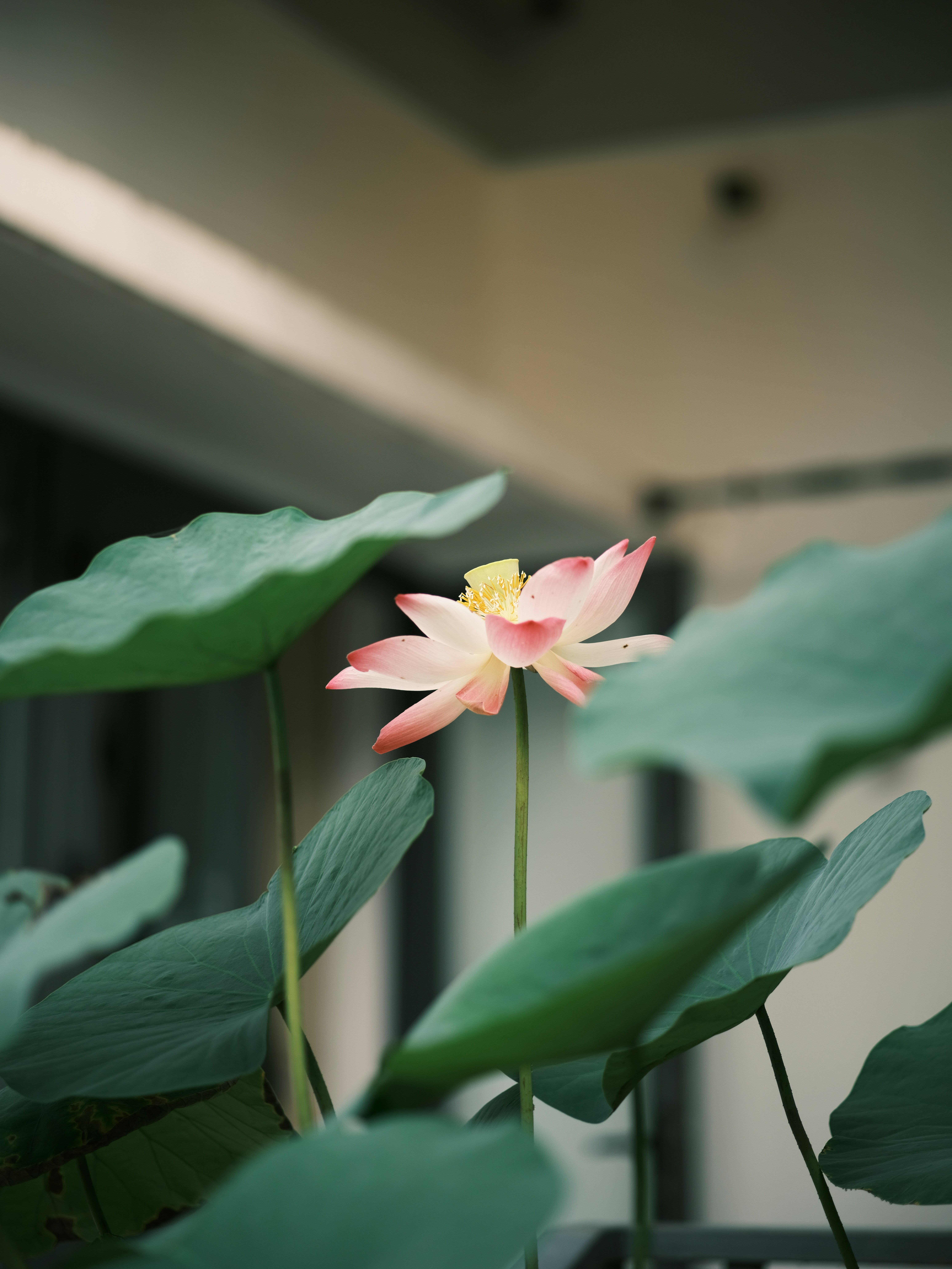 A pink and yellow flower sitting on top of a green plant