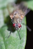 A close up of a fly on a leaf