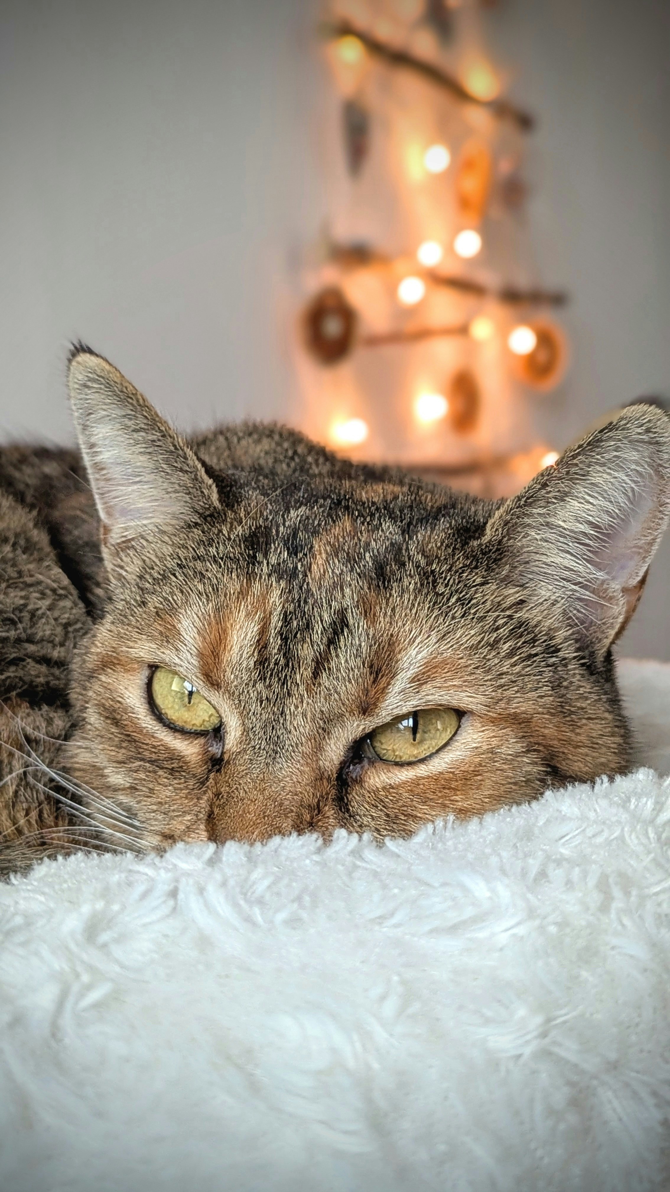 Using Calming Scents and Pheromones (image credits: unsplash)