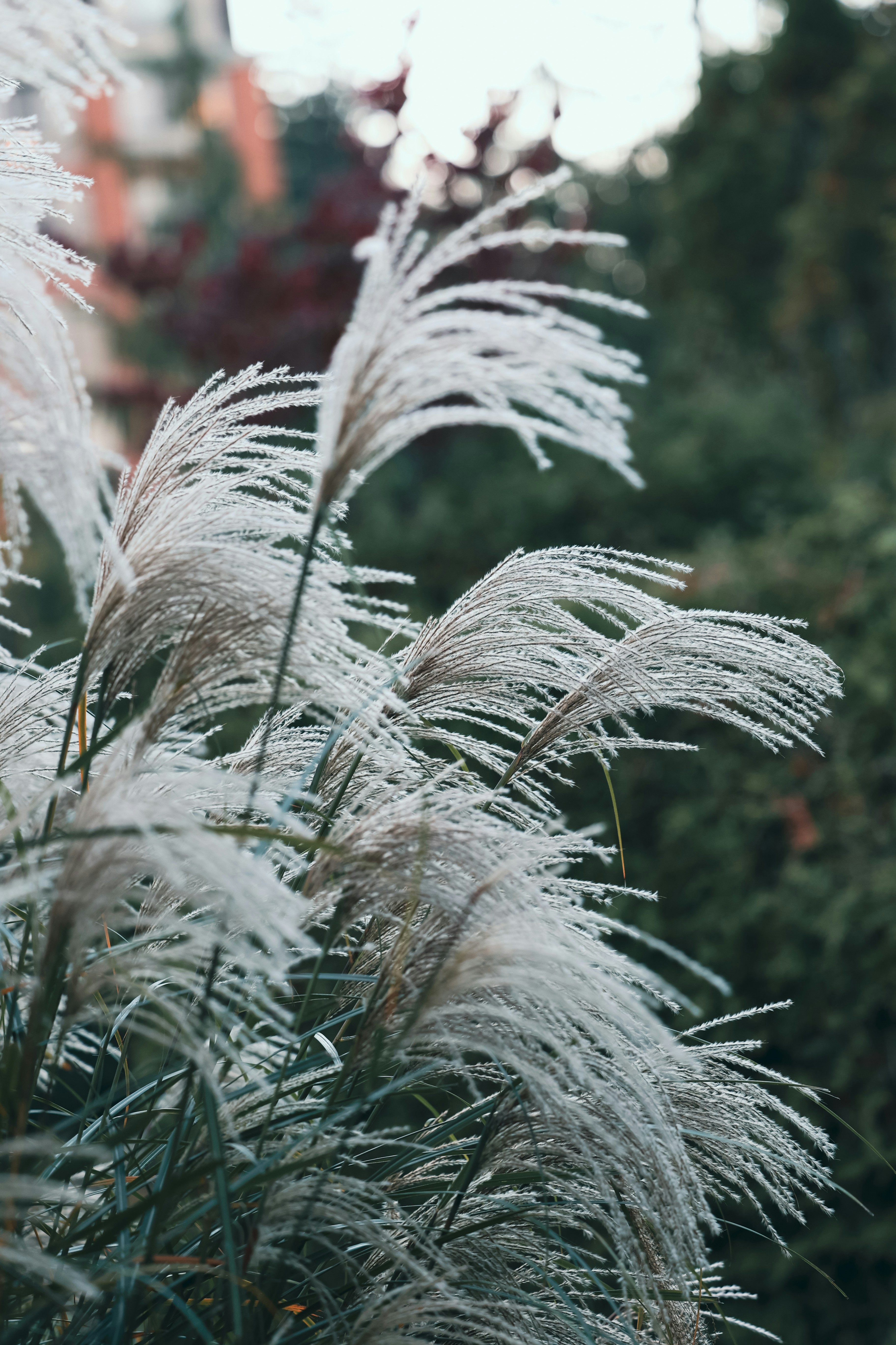A close up of a plant with white flowers