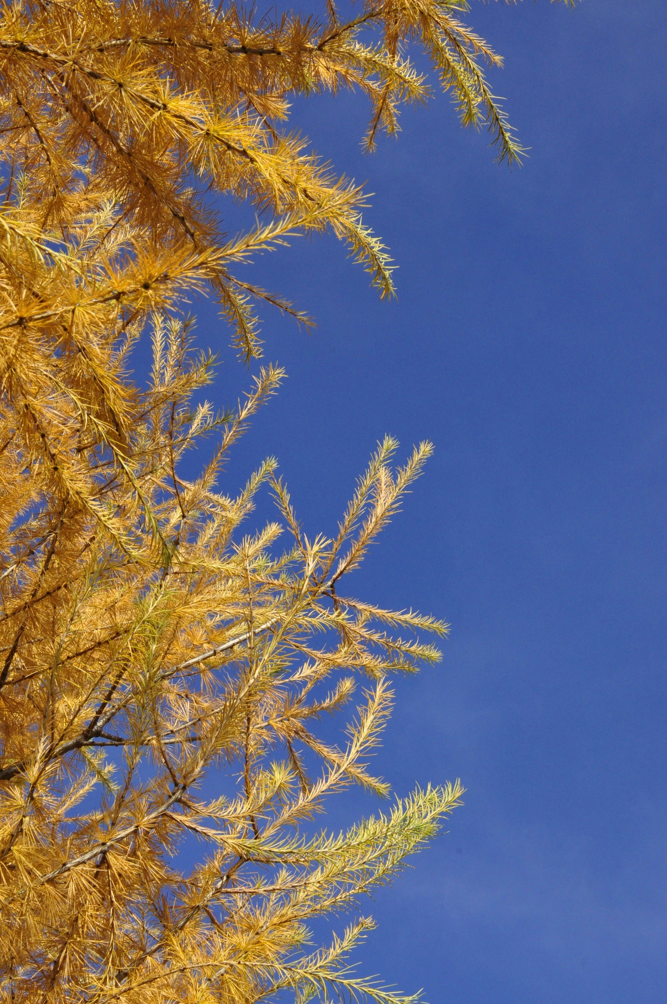 Photo by blackpumpkin