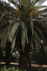 A palm tree in a park with lots of leaves