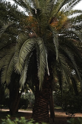 A palm tree in a park with lots of leaves