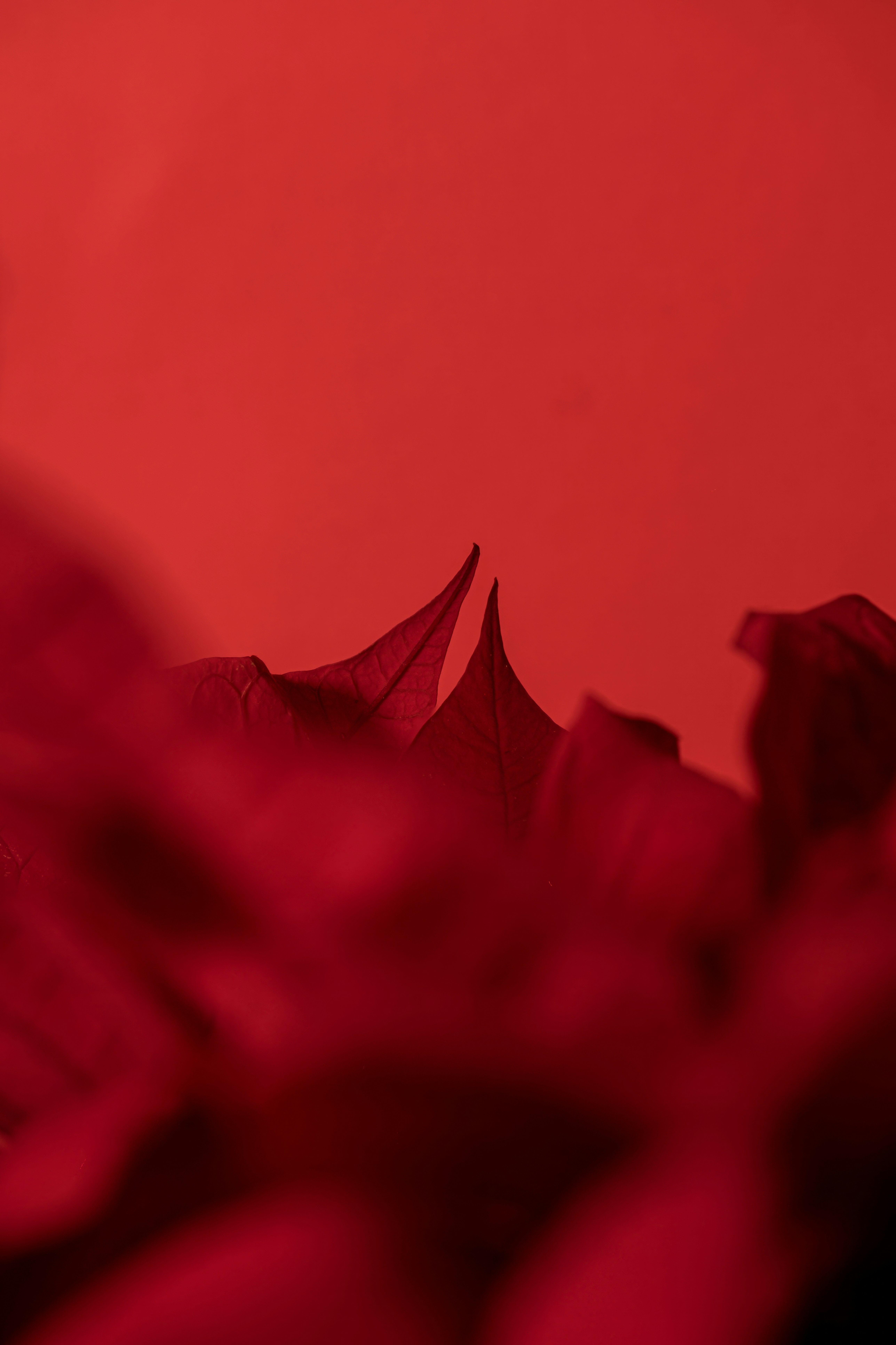 Photo by alexandredaoust