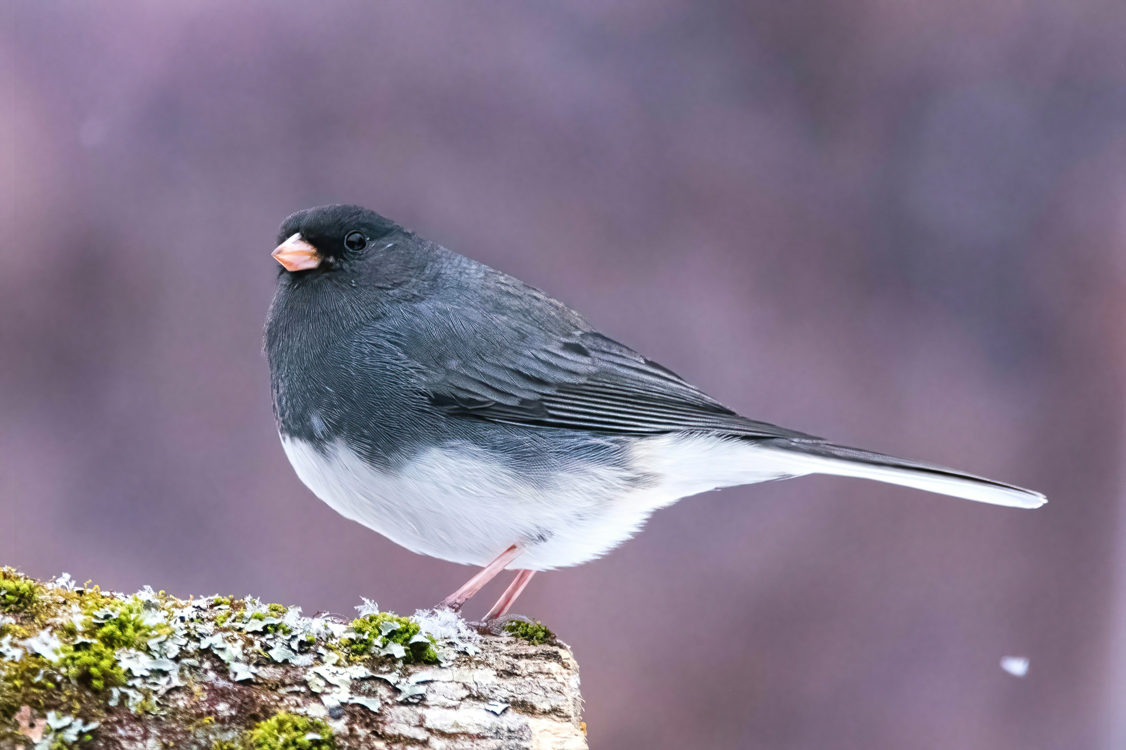 A small bird perched on top of a piece of wood
