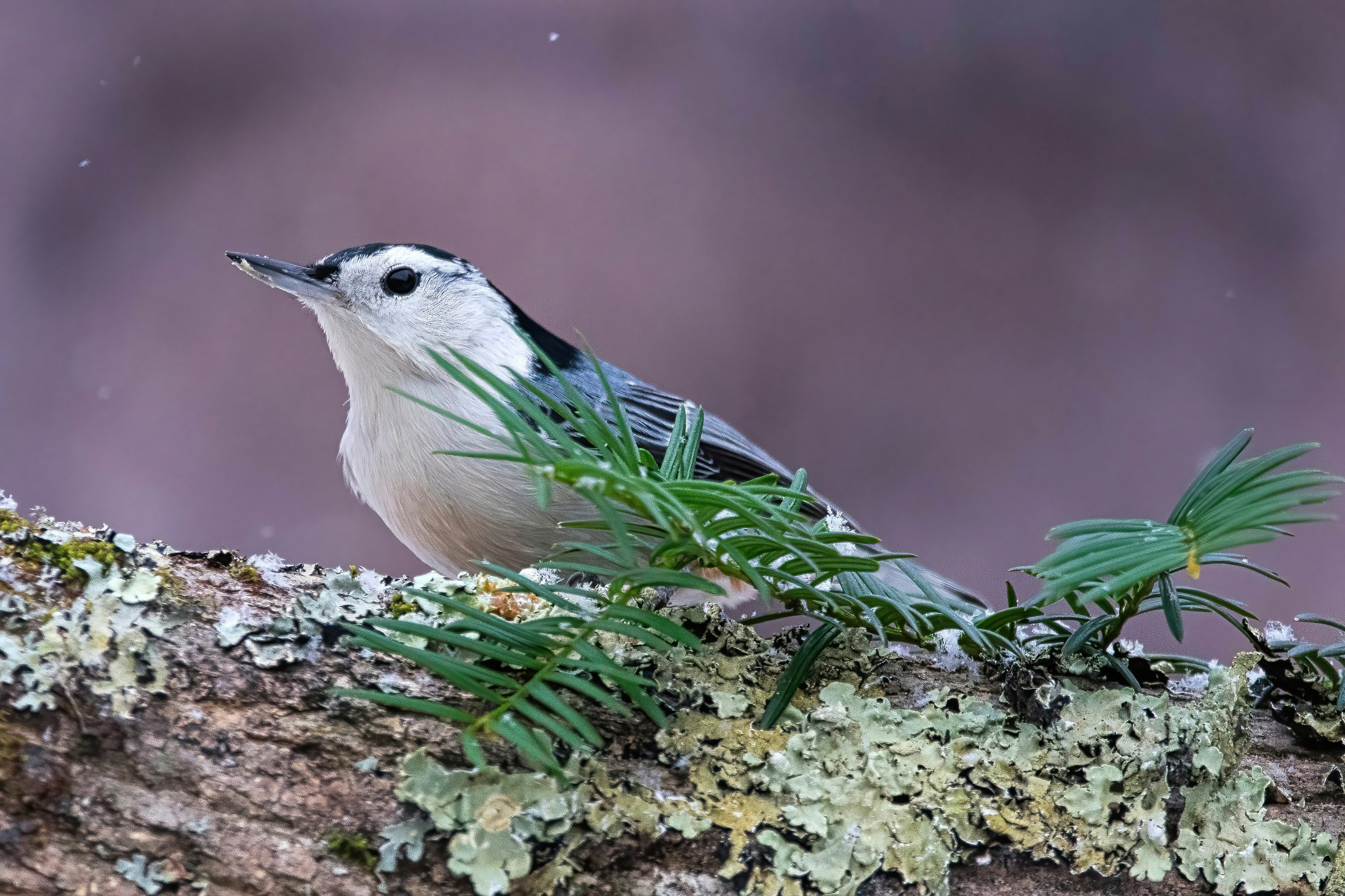 A small bird perched on top of a tree branch
