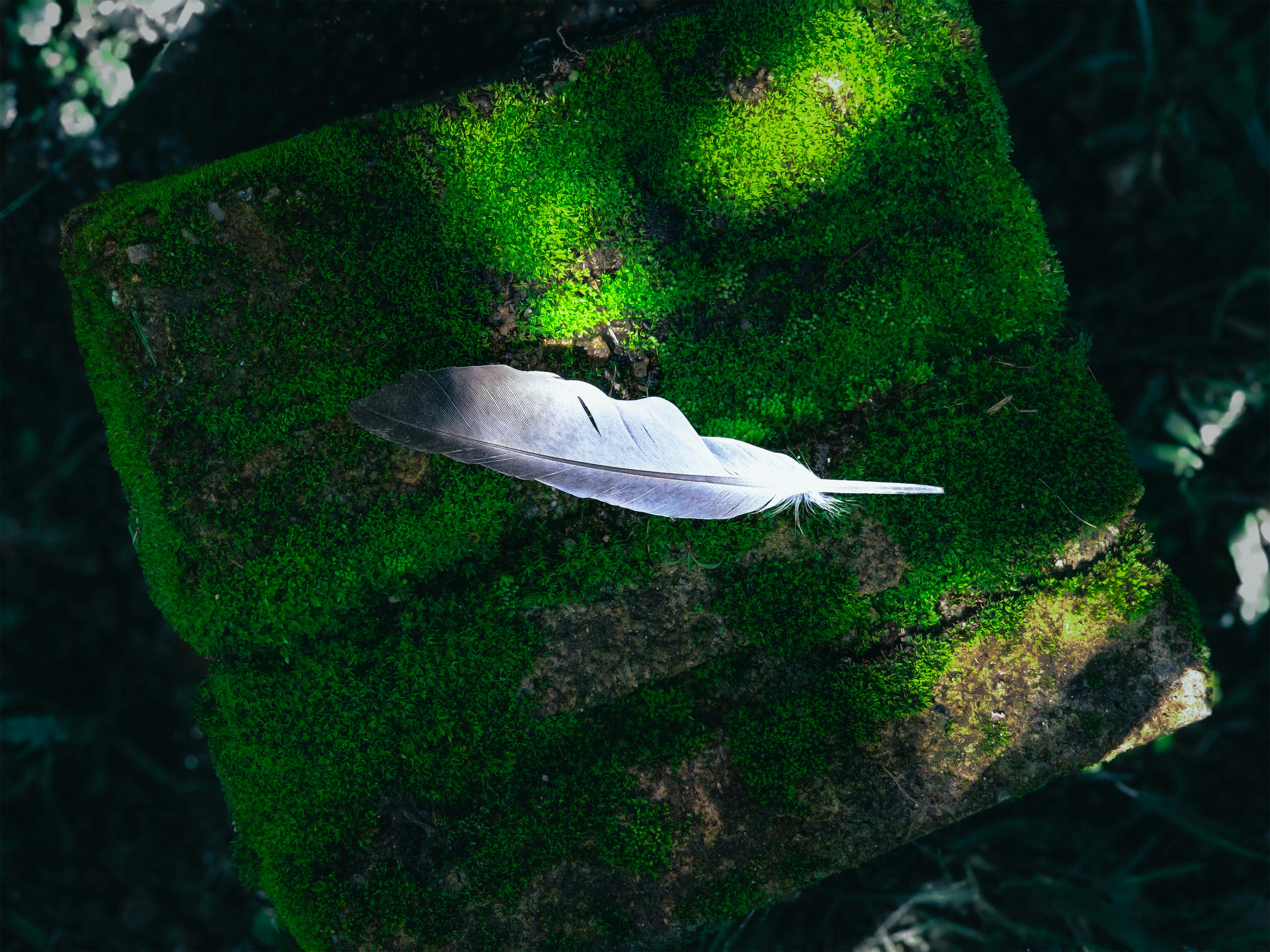 photo 1733622517151 6dff598be114?crop=entropy&cs=tinysrgb&fit=max&fm=jpg&ixid=M3w1MjQ0NjR8MHwxfHNlYXJjaHwxNnx8Rm9yZXN0JTIwbWVkaXRhdGlvbnxlbnwwfDB8fHwxNzQyNzcyMTk5fDA&ixlib=rb 4.0