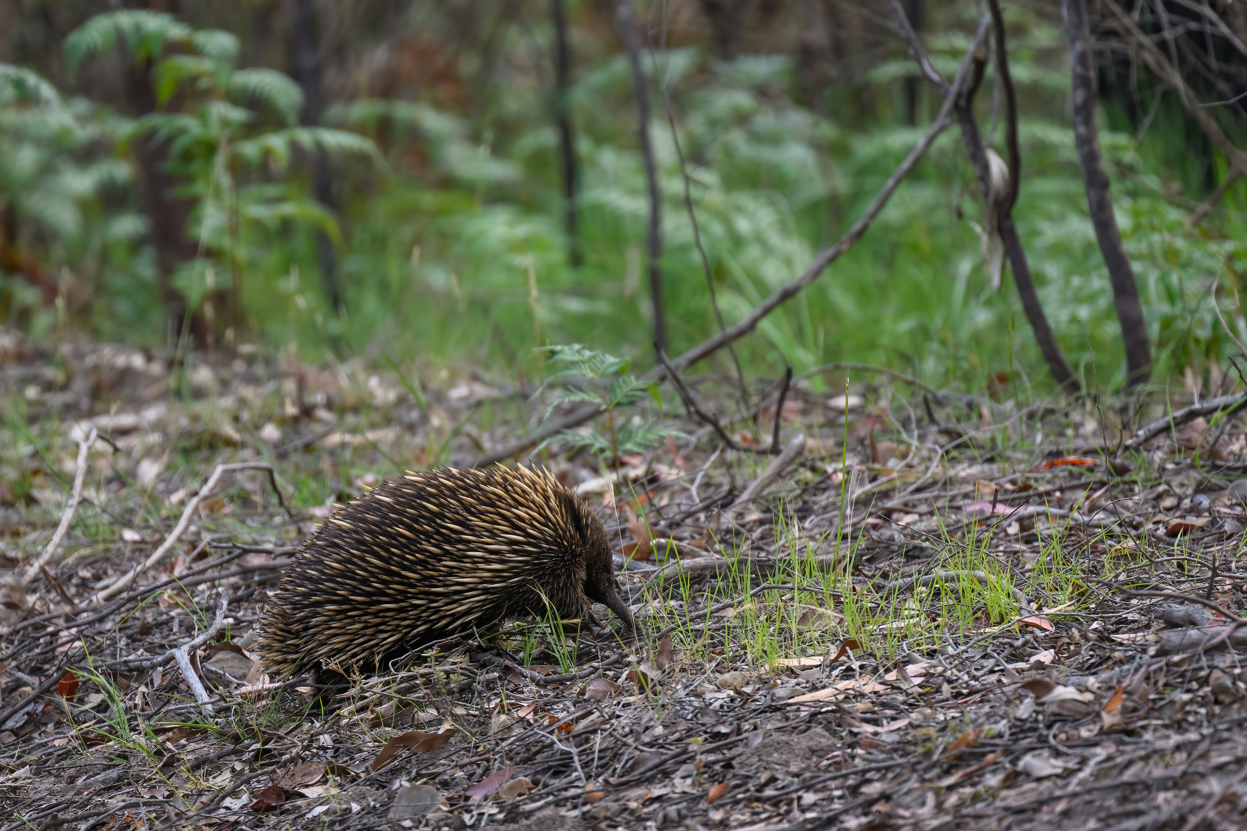 Echidnas: The Spiky Egg-Laying Wonders (image credits: unsplash)