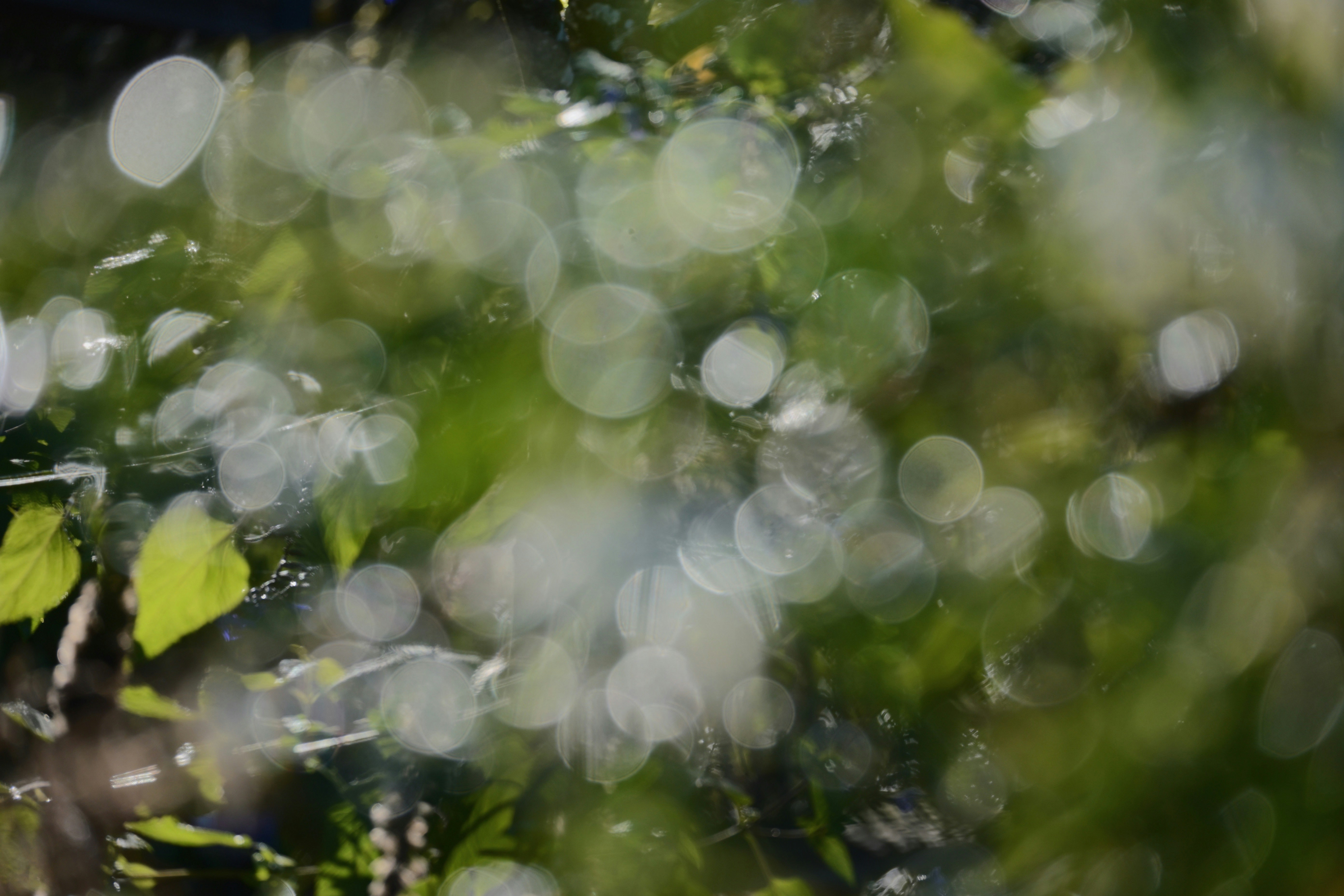 Photo by fleeting_glow