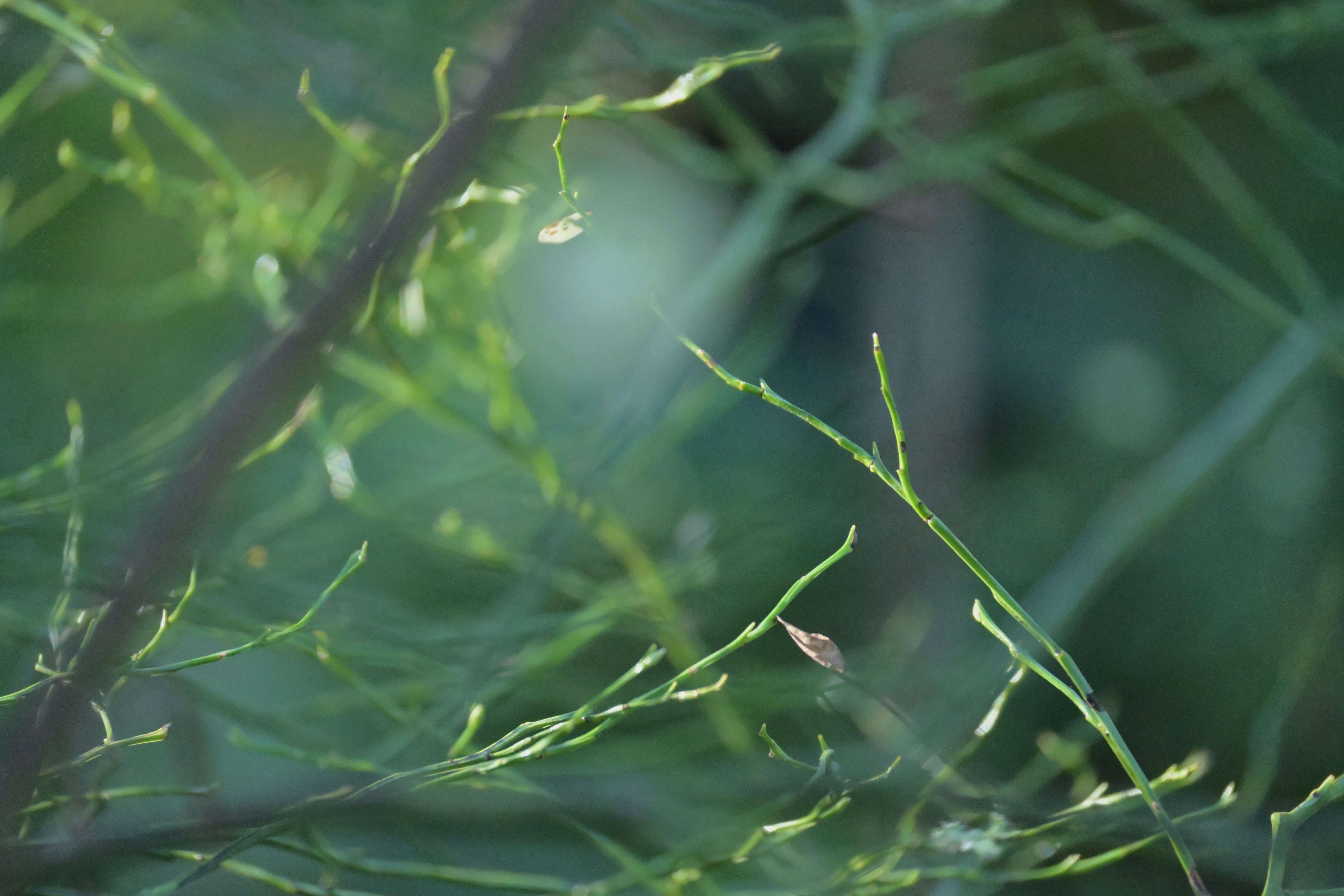 Photo by fleeting_glow