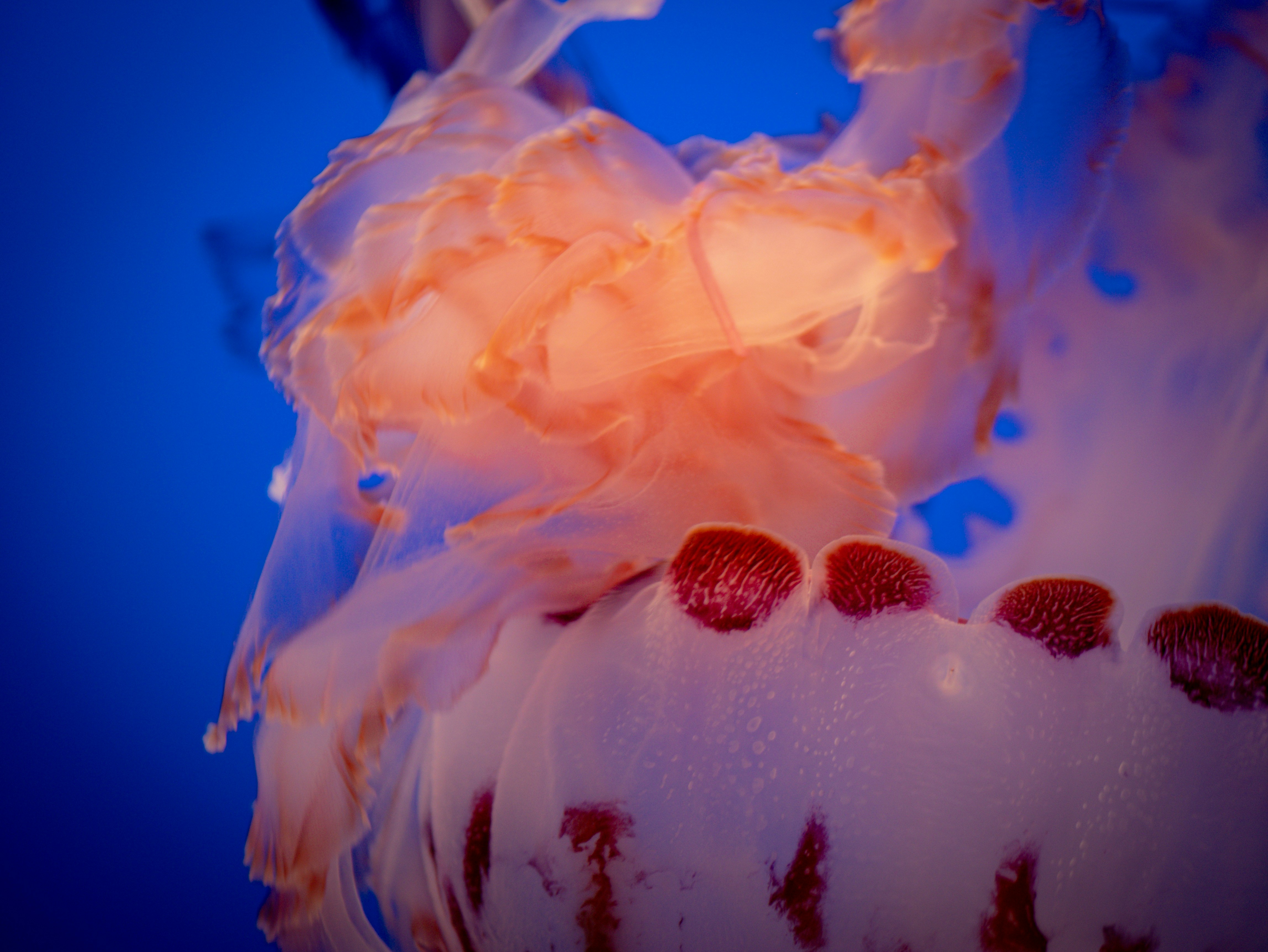 Photo by corelliancat