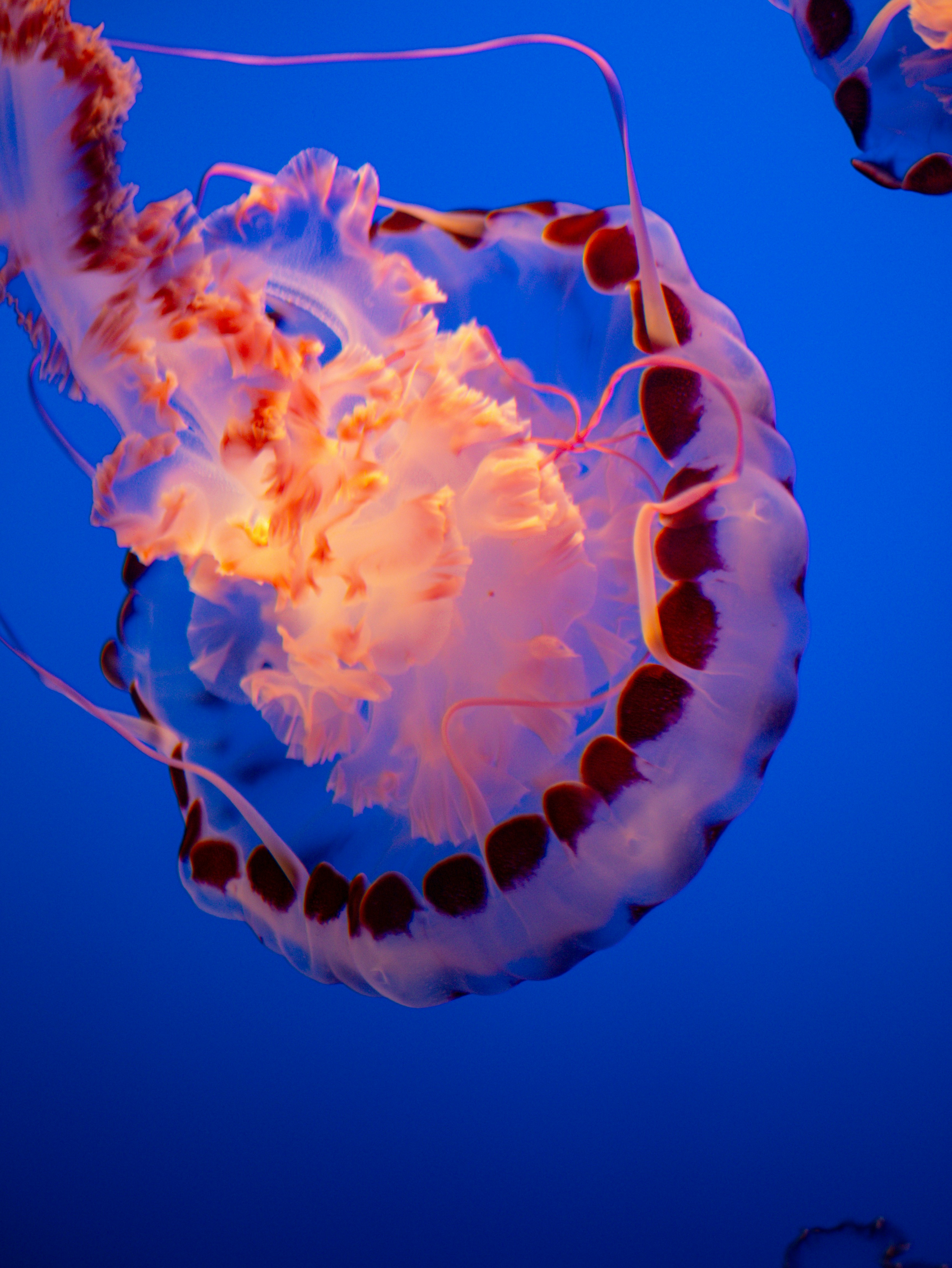 Photo by corelliancat