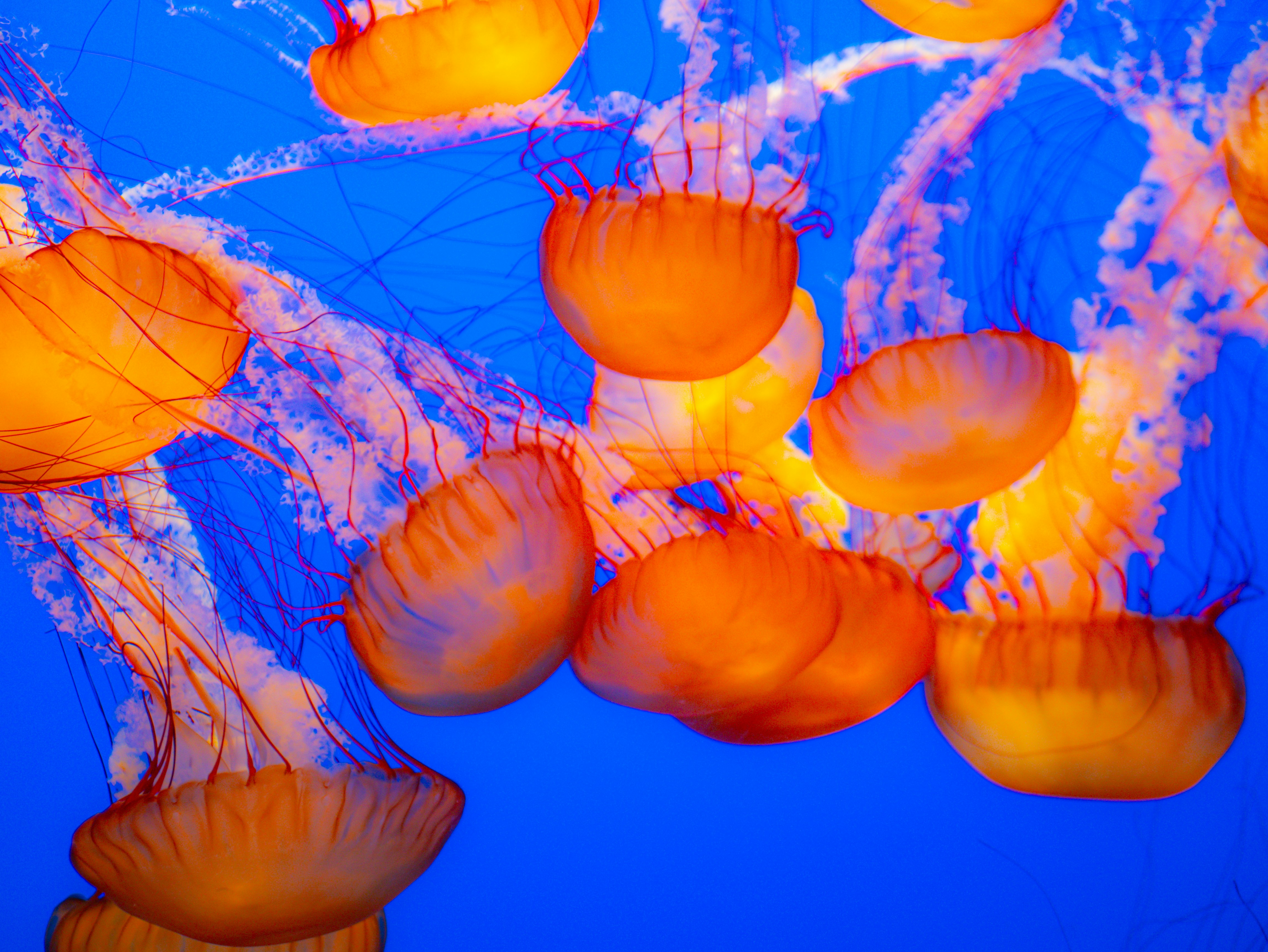 Photo by corelliancat