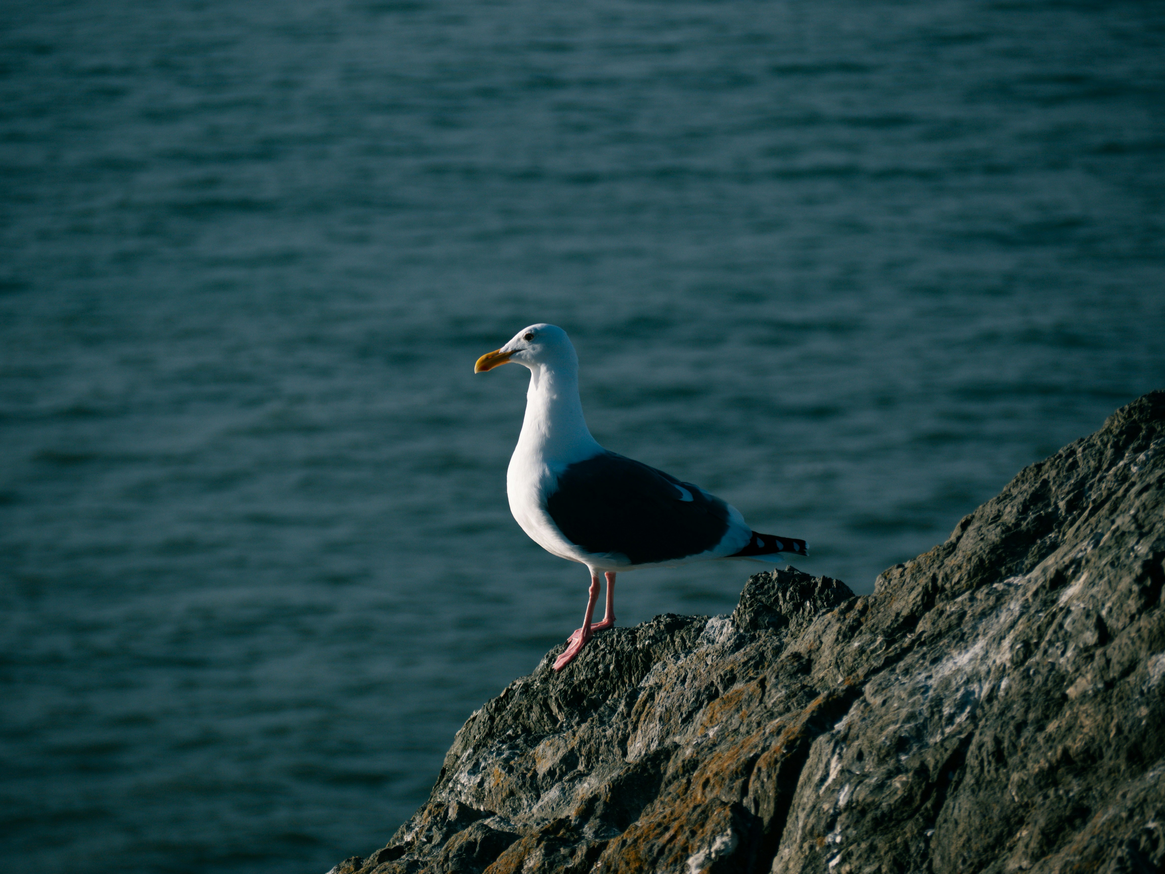 Photo by corelliancat