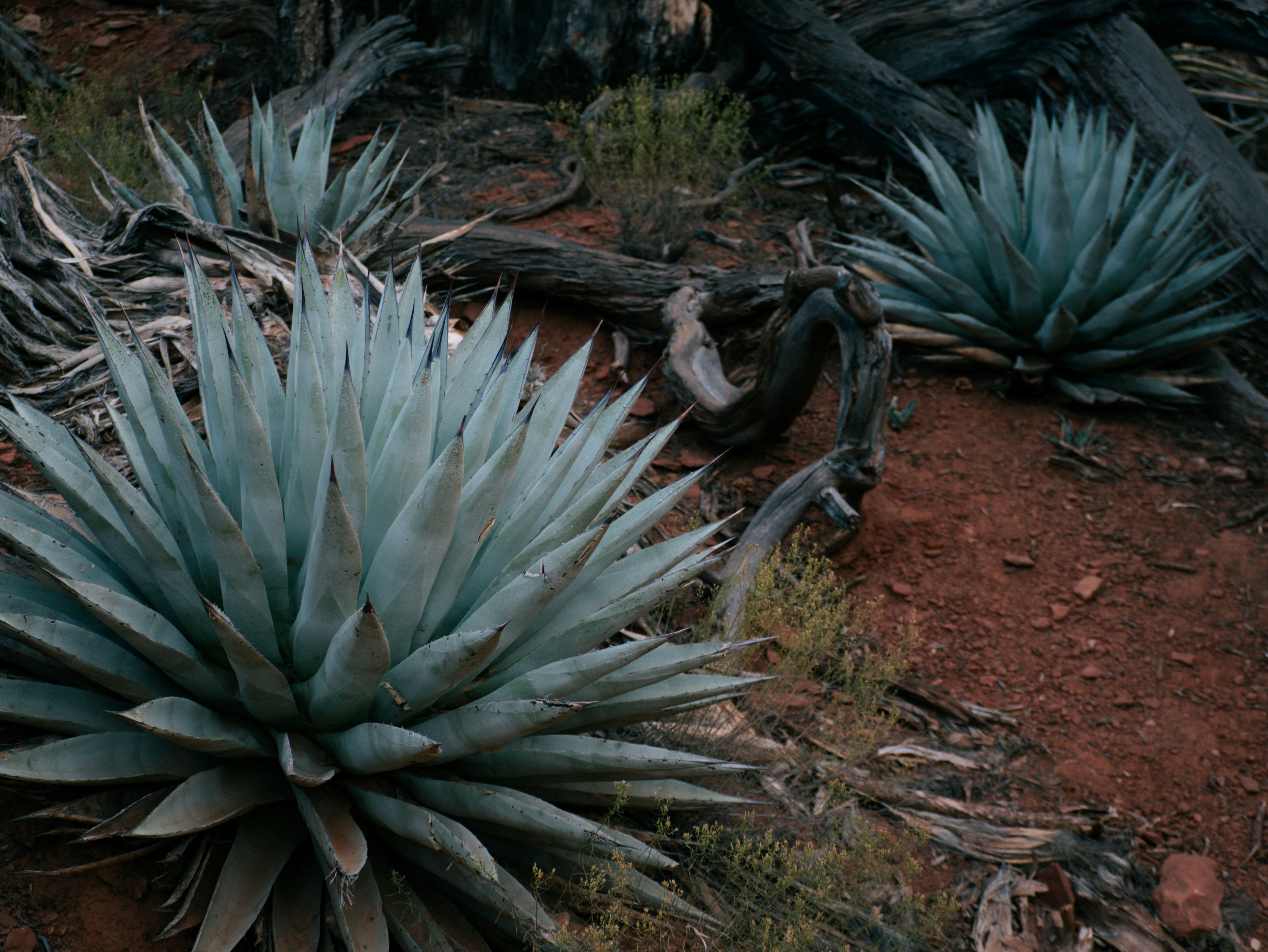 Photo by corelliancat