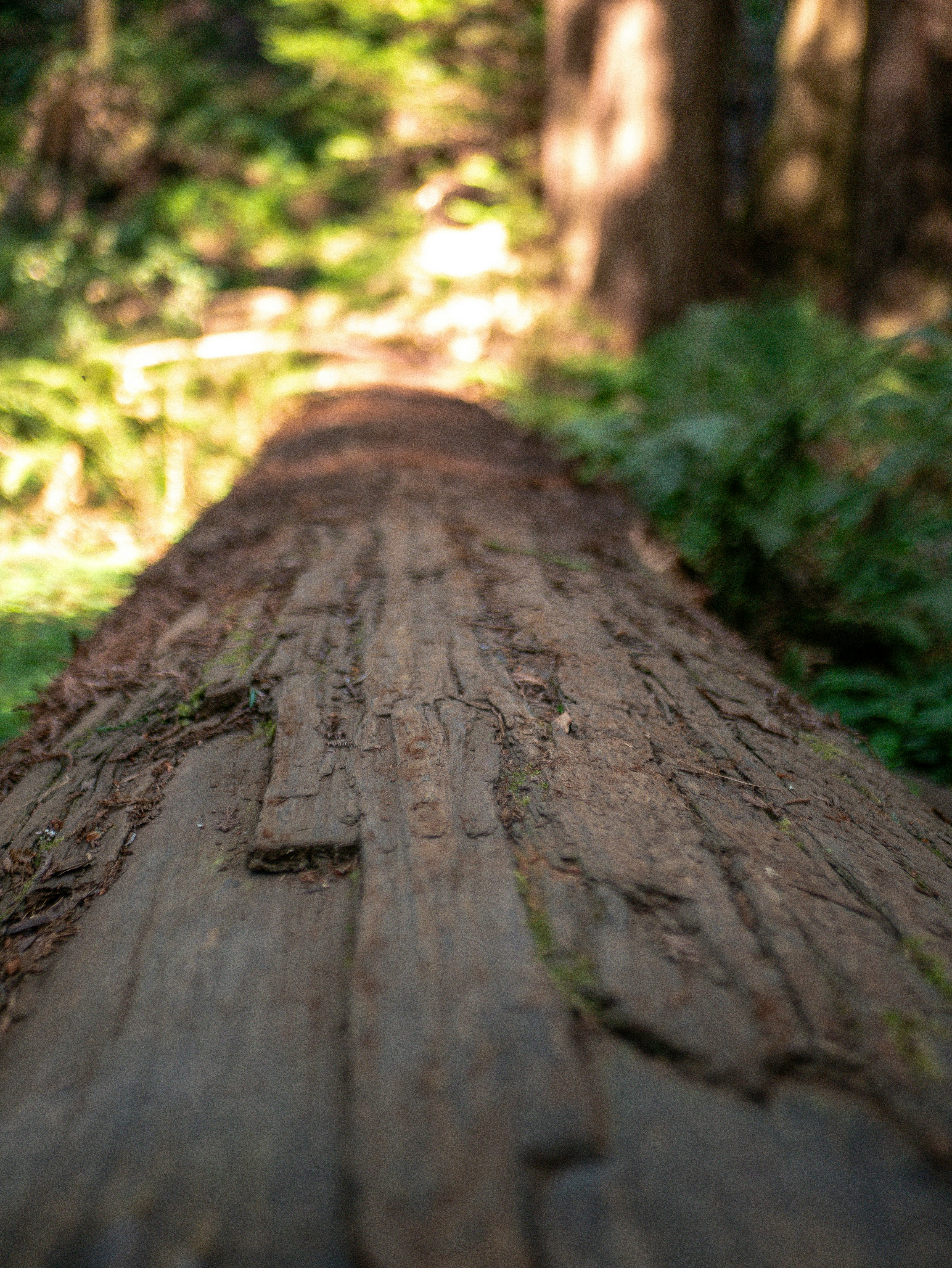 Photo by corelliancat