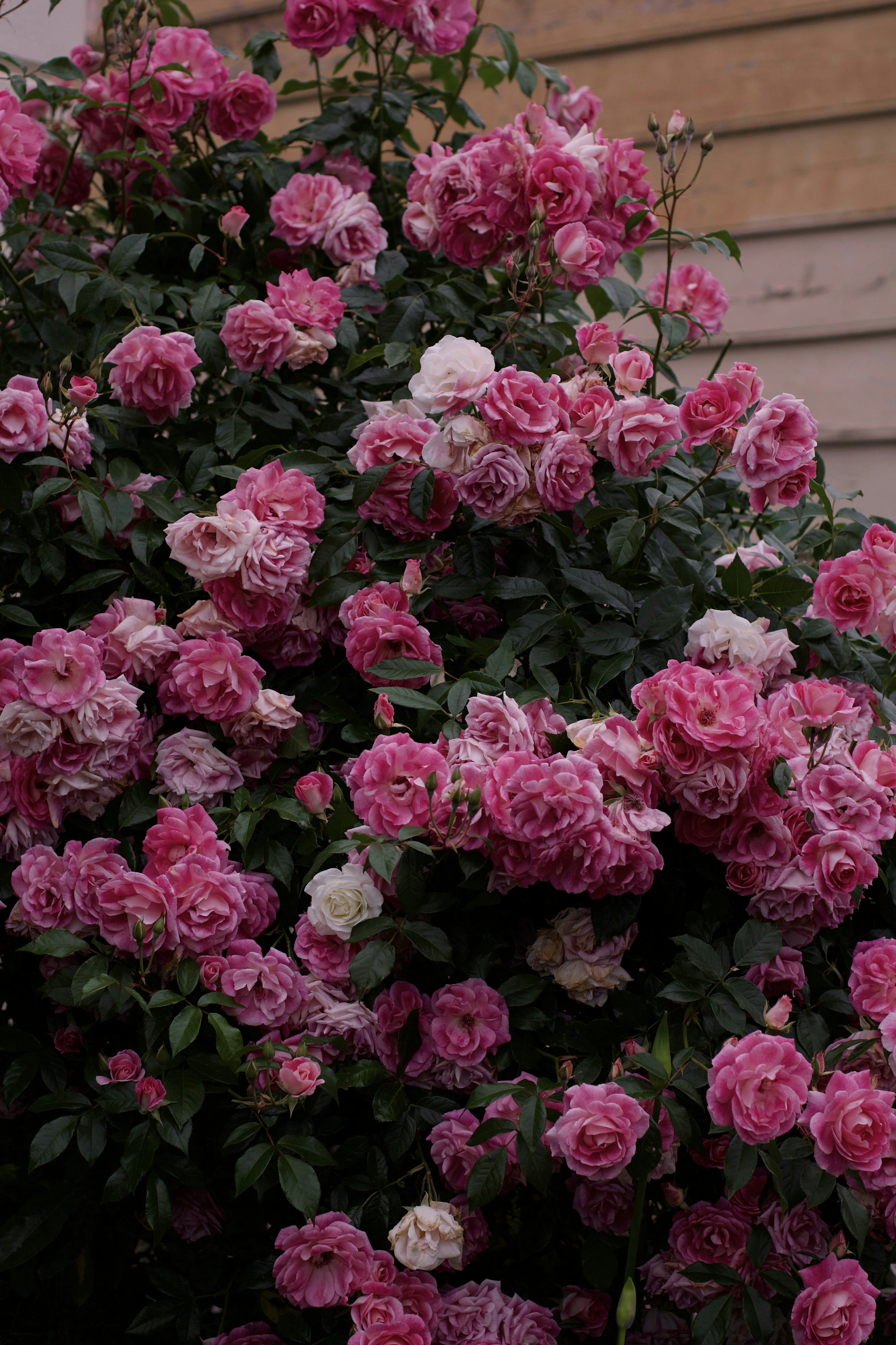 Un cespuglio di fiori rosa davanti a una casa