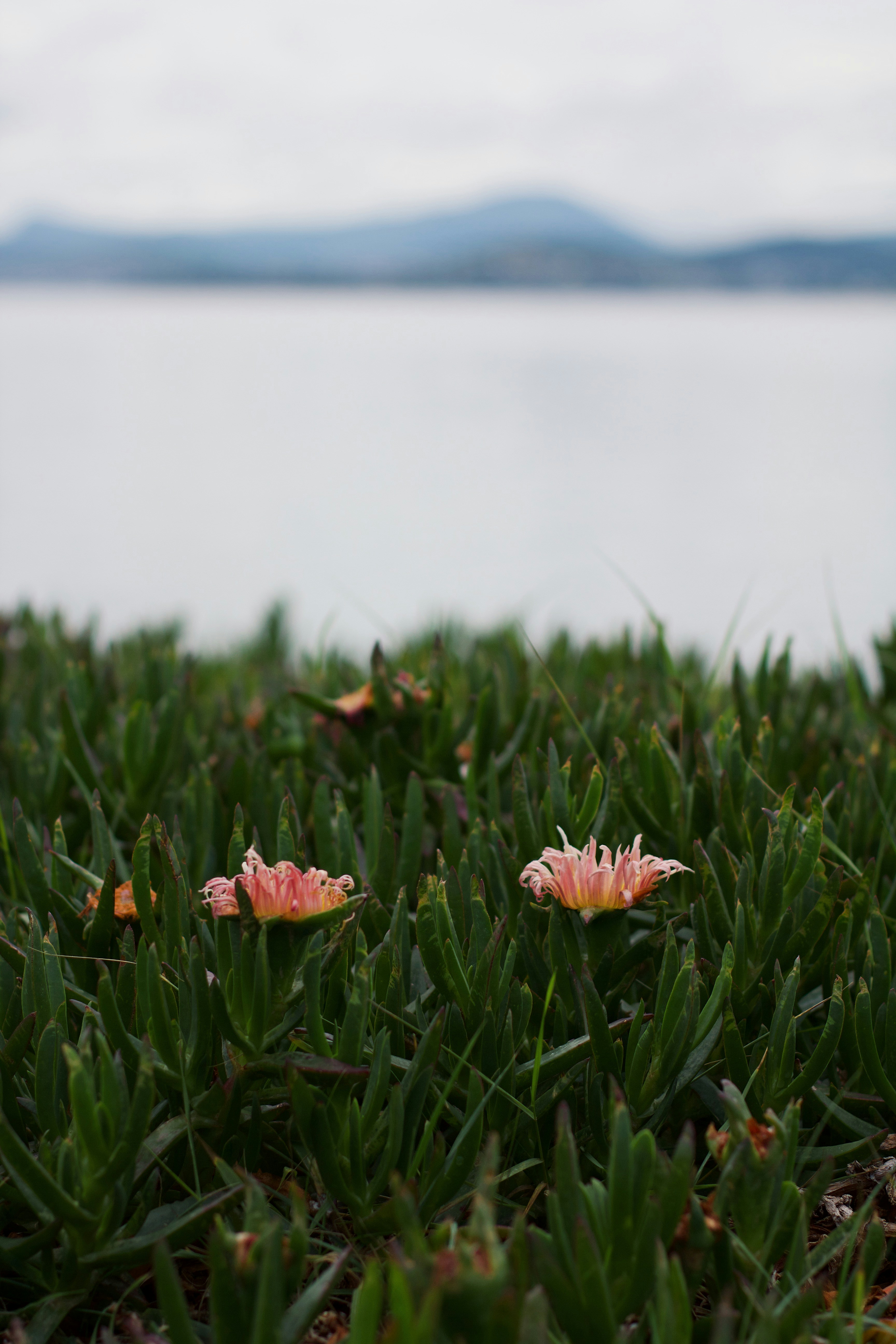 Un paio di fiori rosa seduti in cima a un campo verde lussureggiante