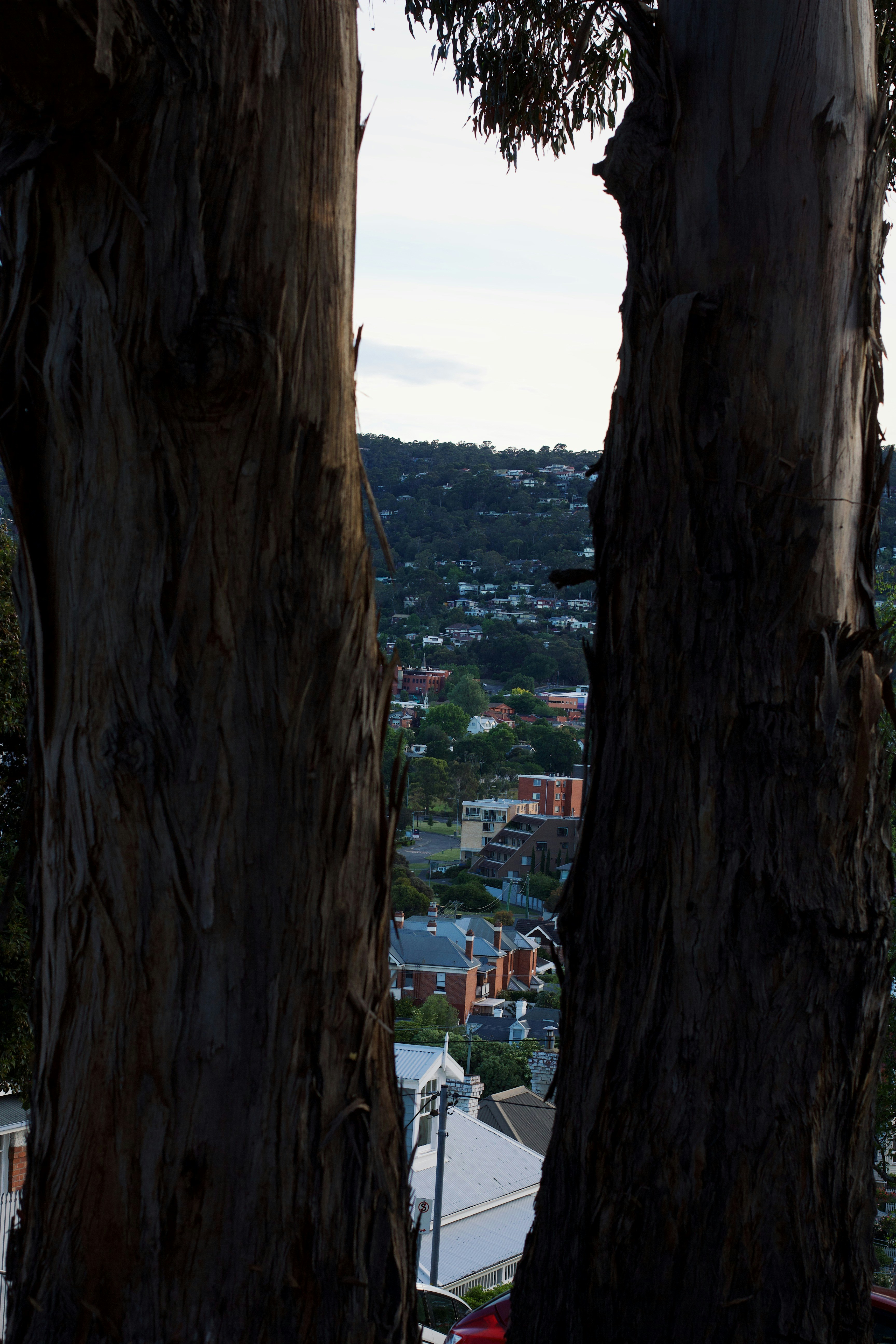 Un uomo che cavalca uno skateboard lungo una strada accanto ad alberi alti