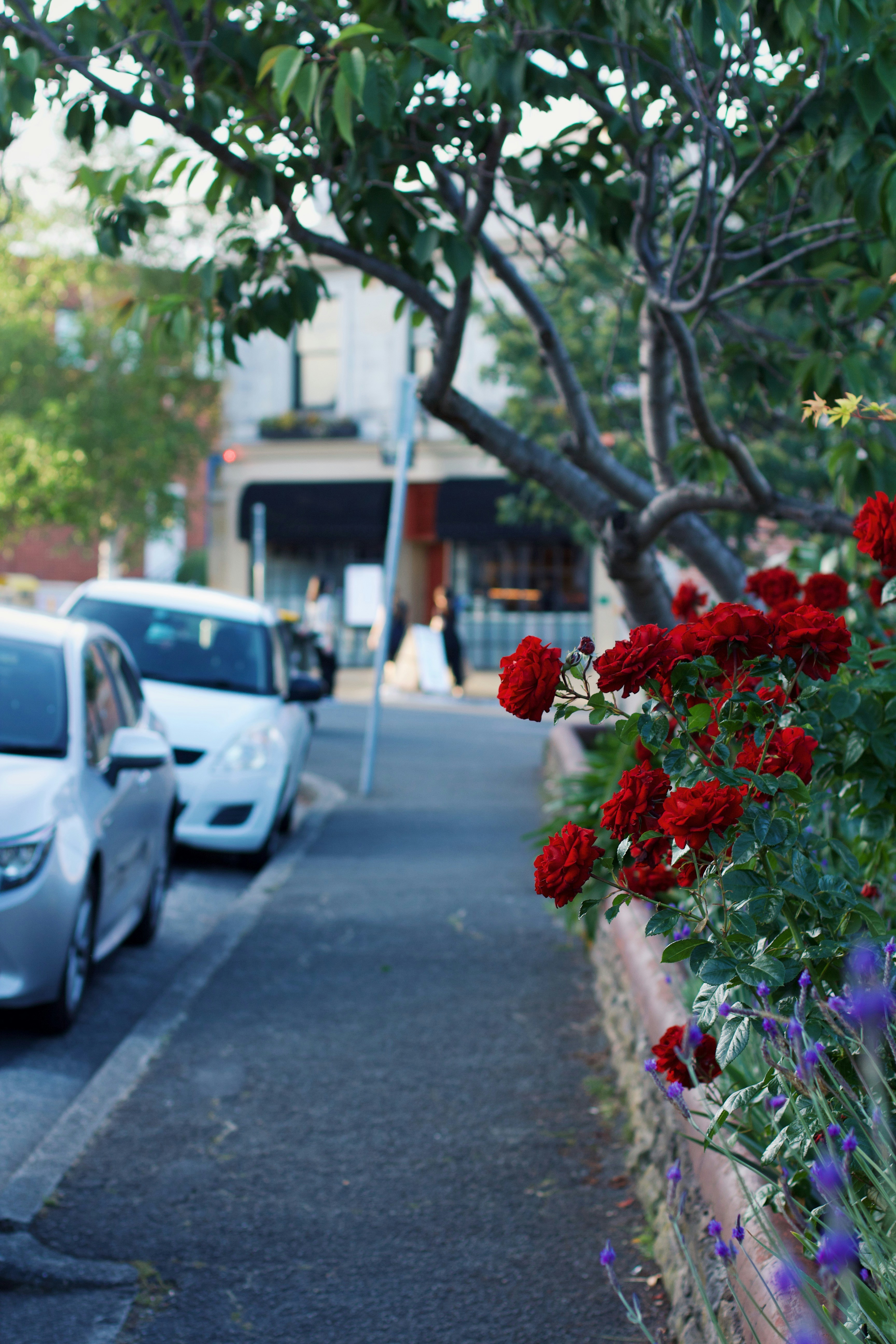 Una strada con auto parcheggiate su entrambi i lati della strada