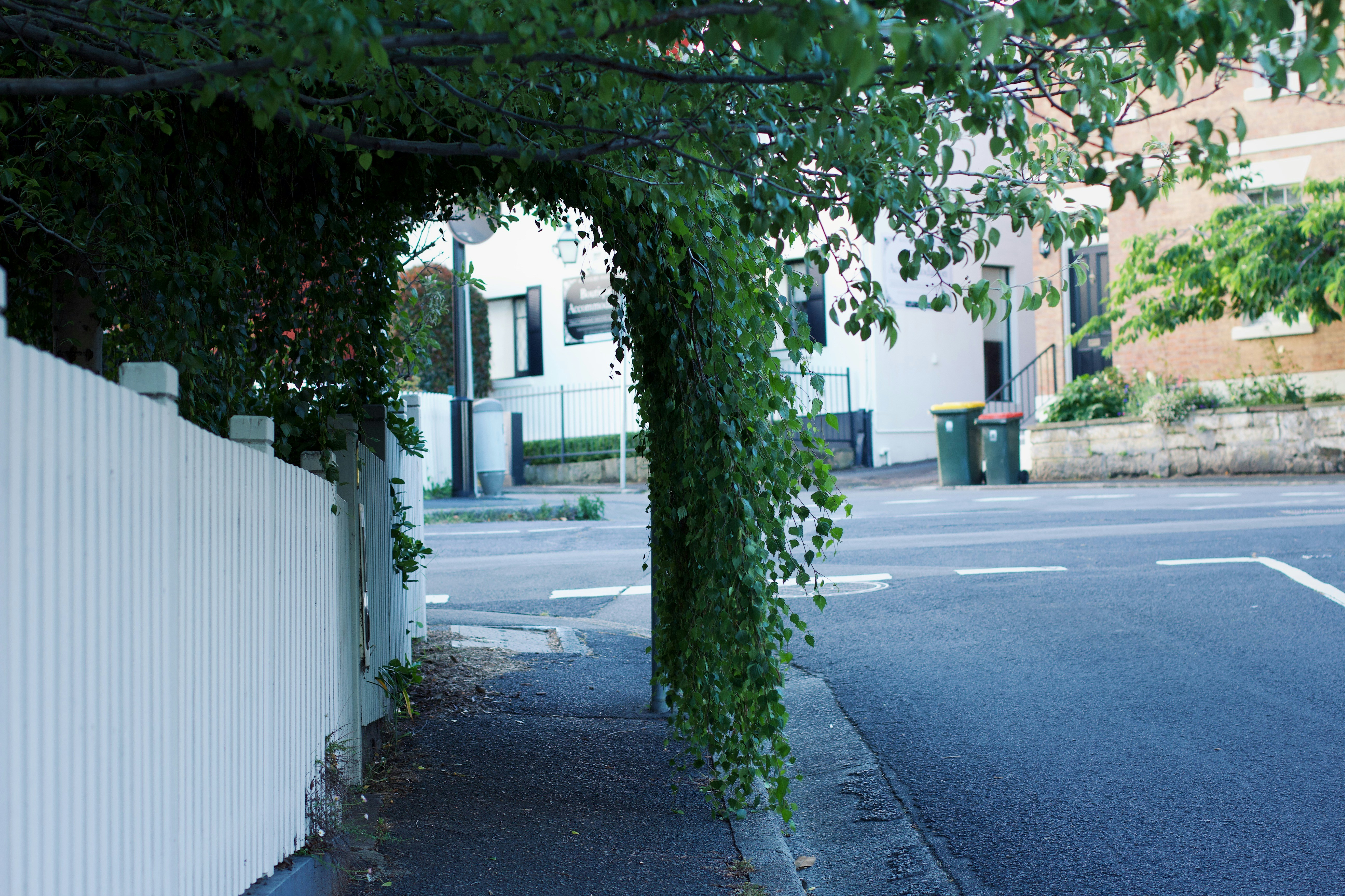 Una recinzione bianca e alcuni alberi su una strada