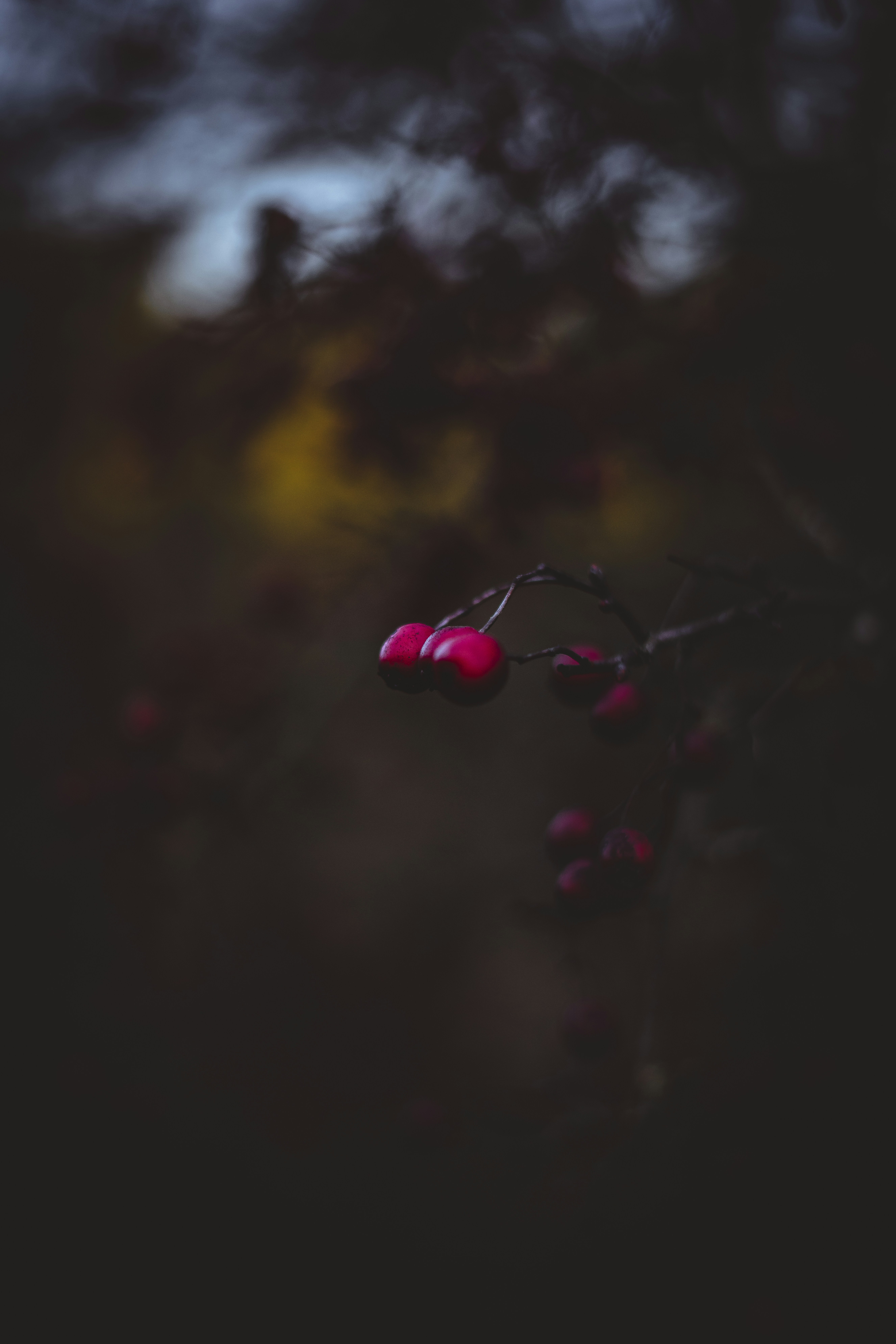 A blurry photo of a bush with berries on it