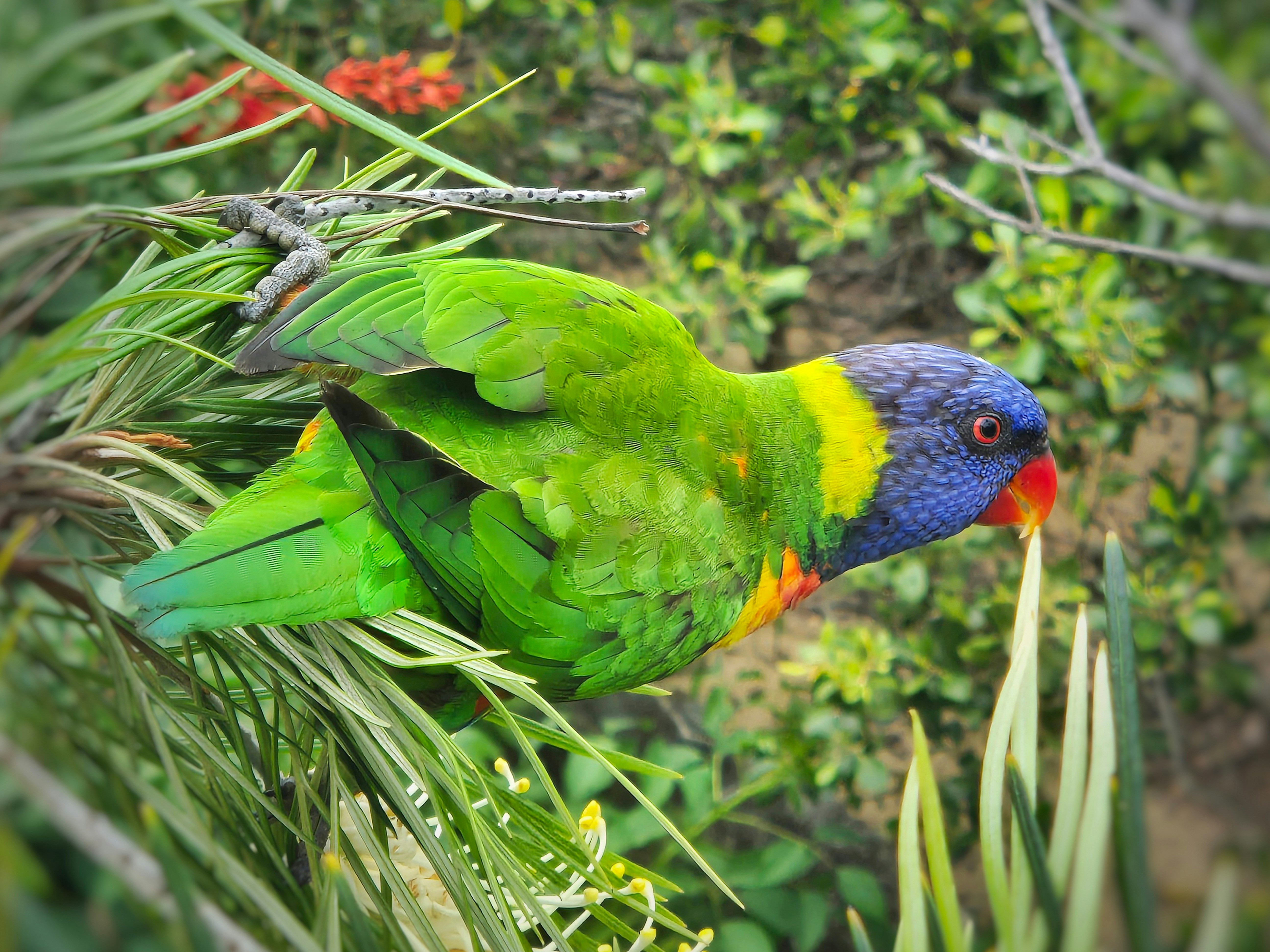 Un uccello colorato appollaiato in cima a un ramo di un albero