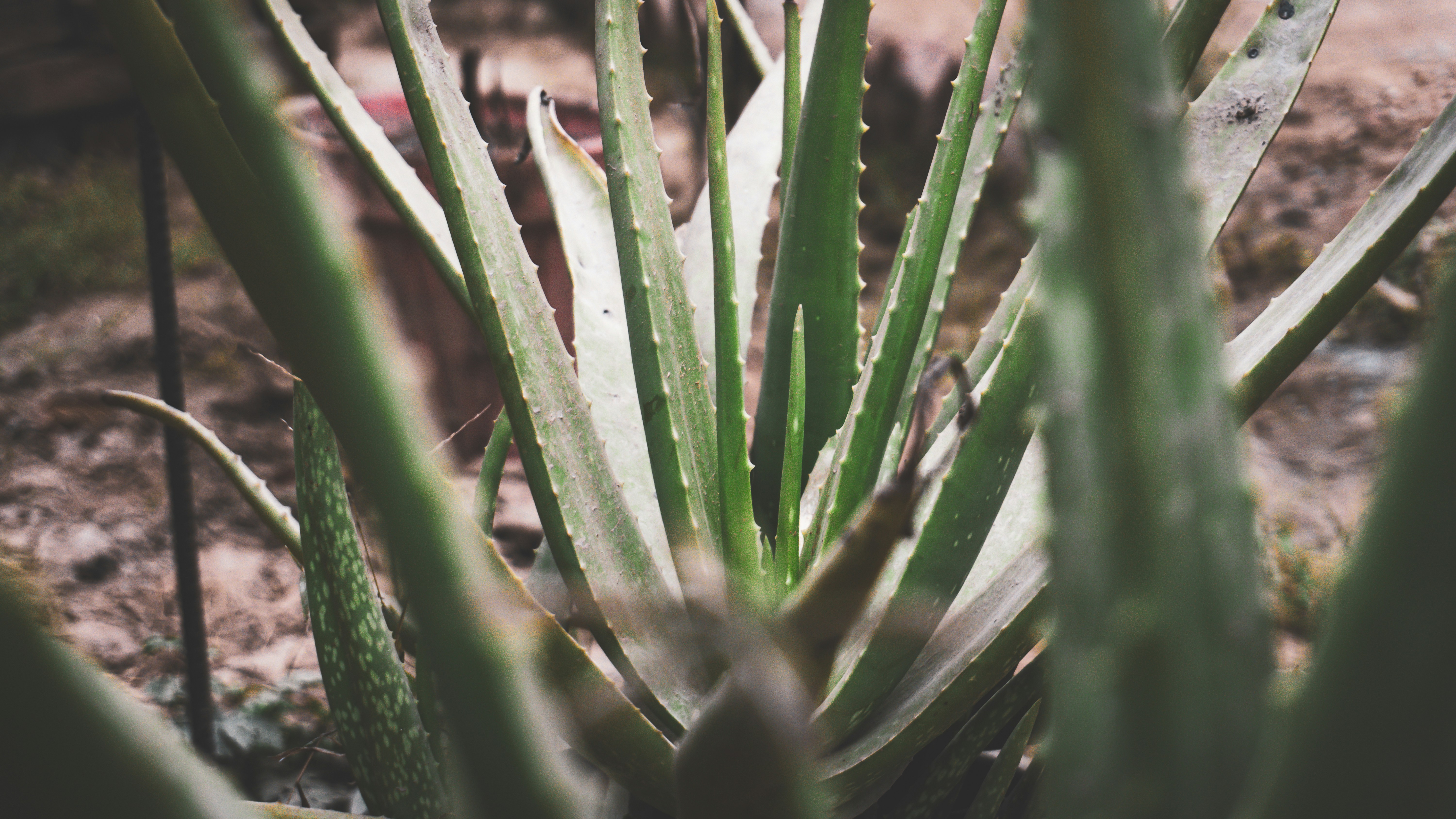 Photo by syawishrehman