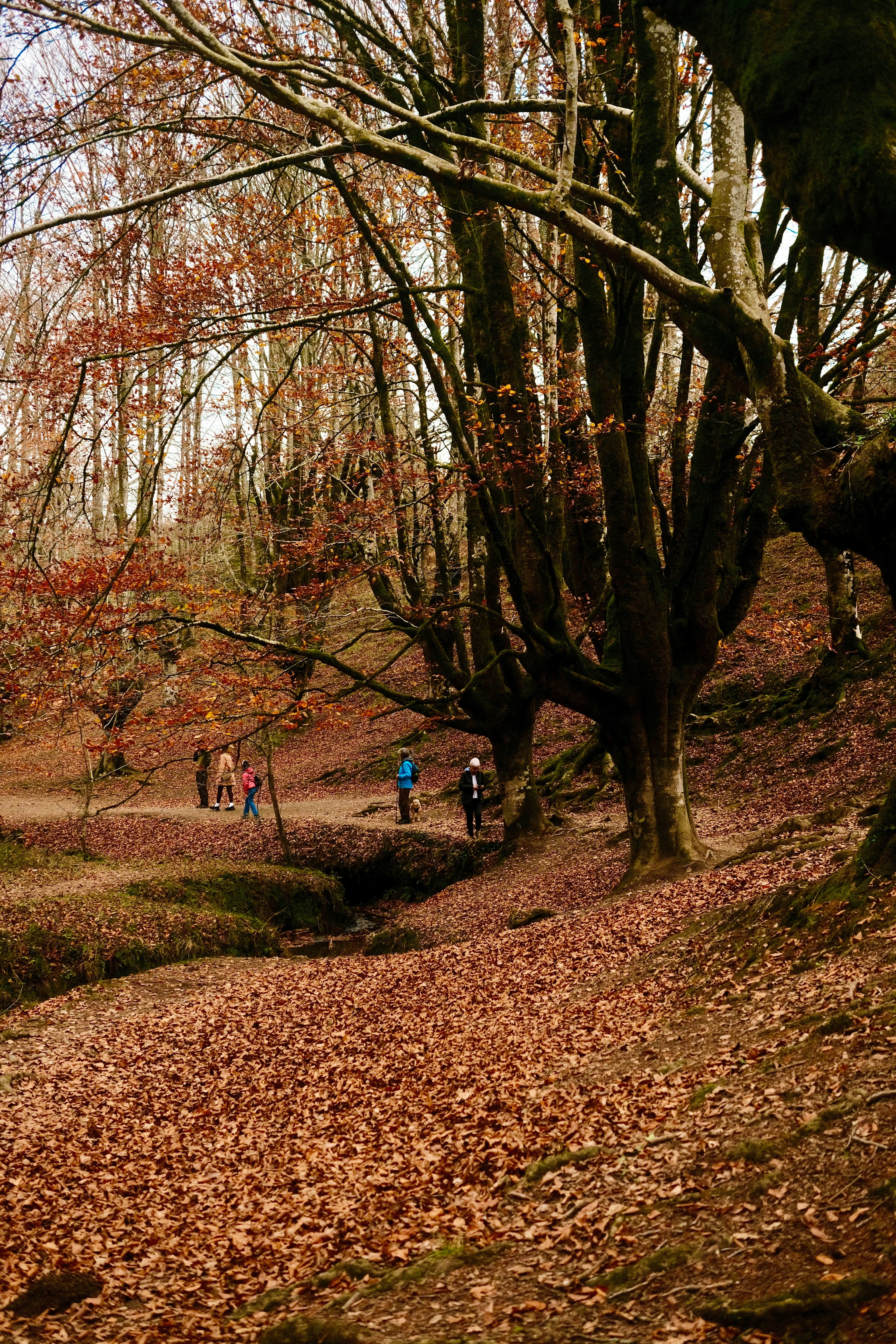 Un grupo de personas caminando por un bosque