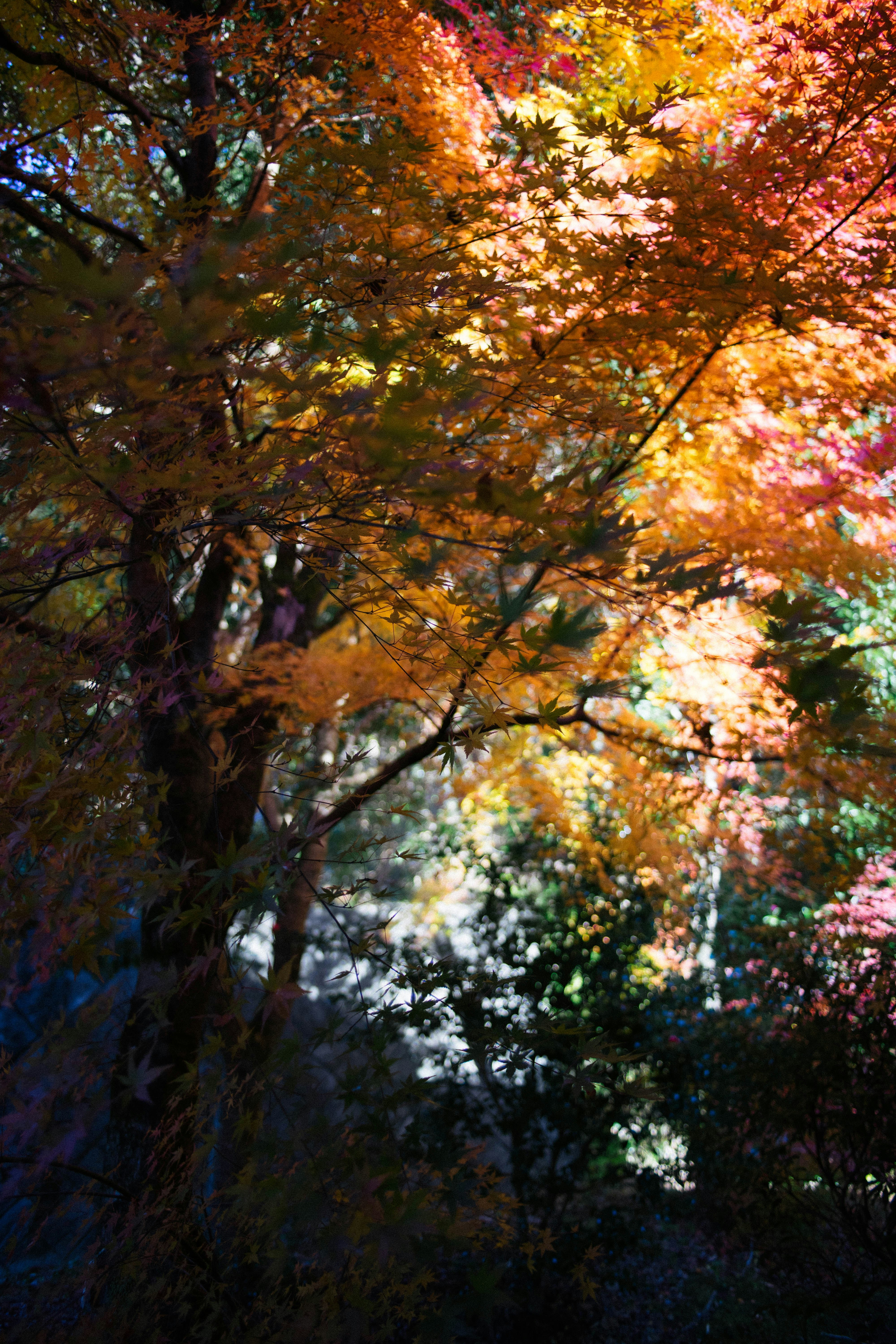 Kyushu night autumn garden