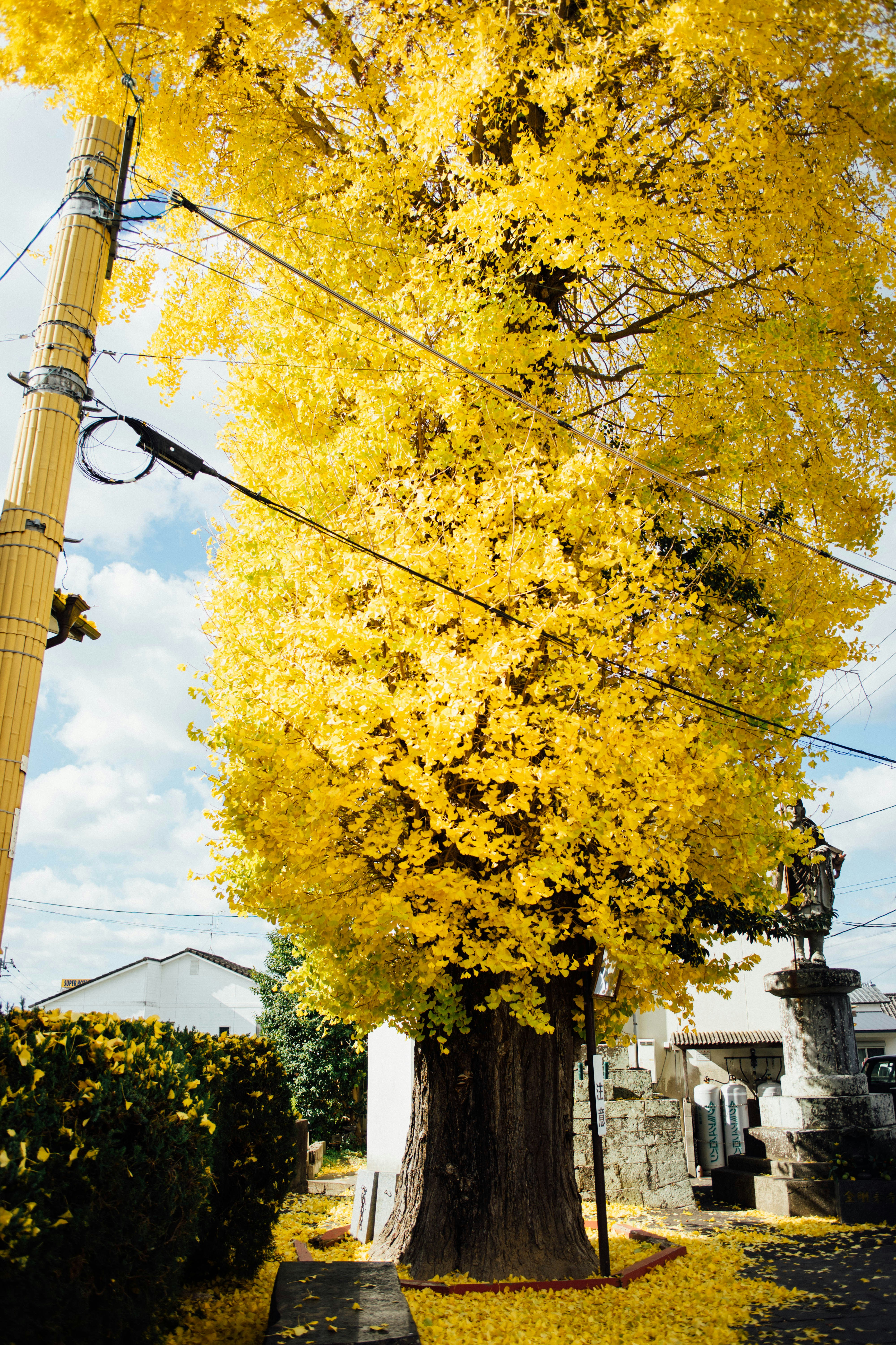 A tree with yellow leaves in a cemetery