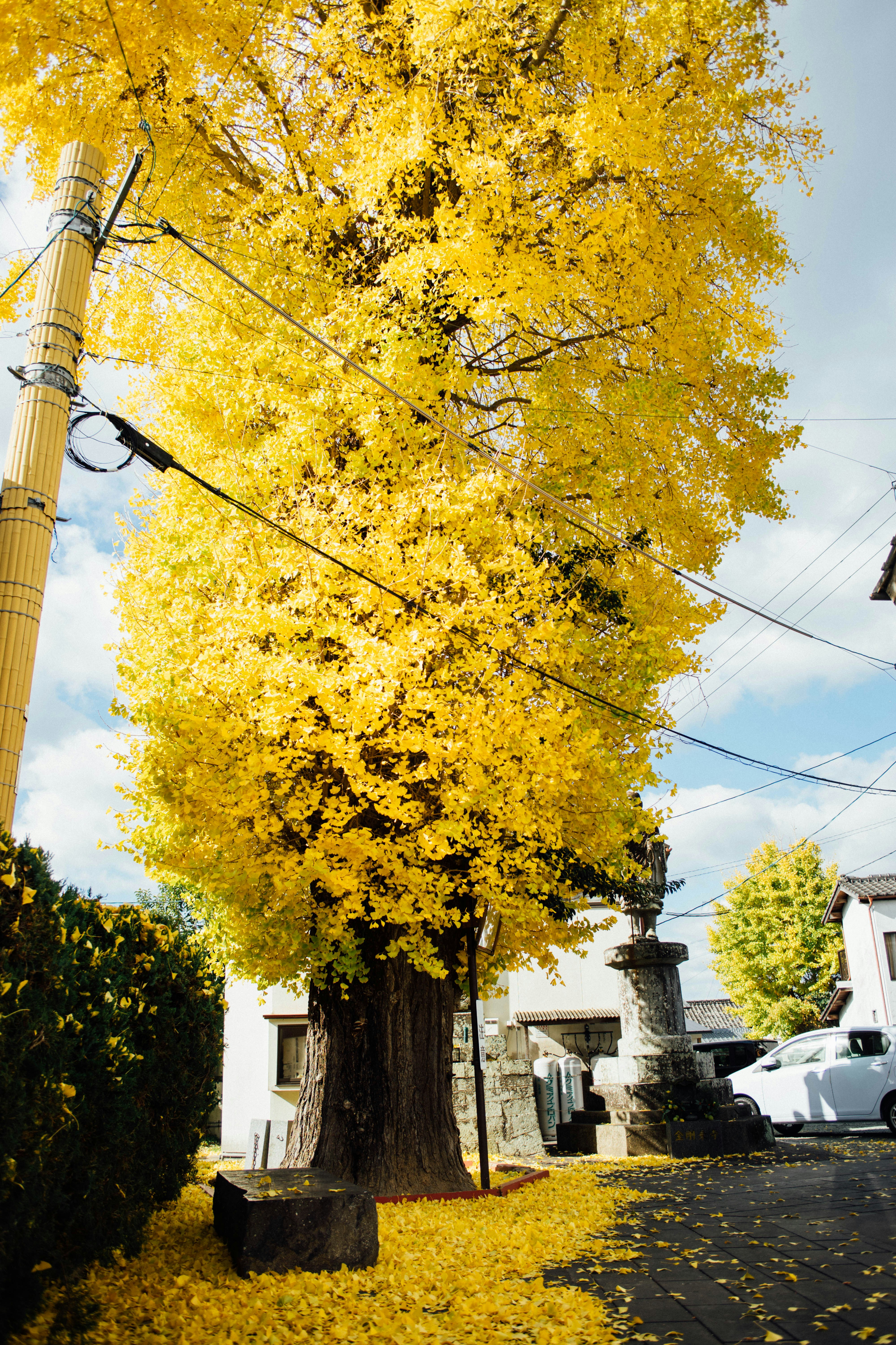 A tree with yellow leaves in a residential area