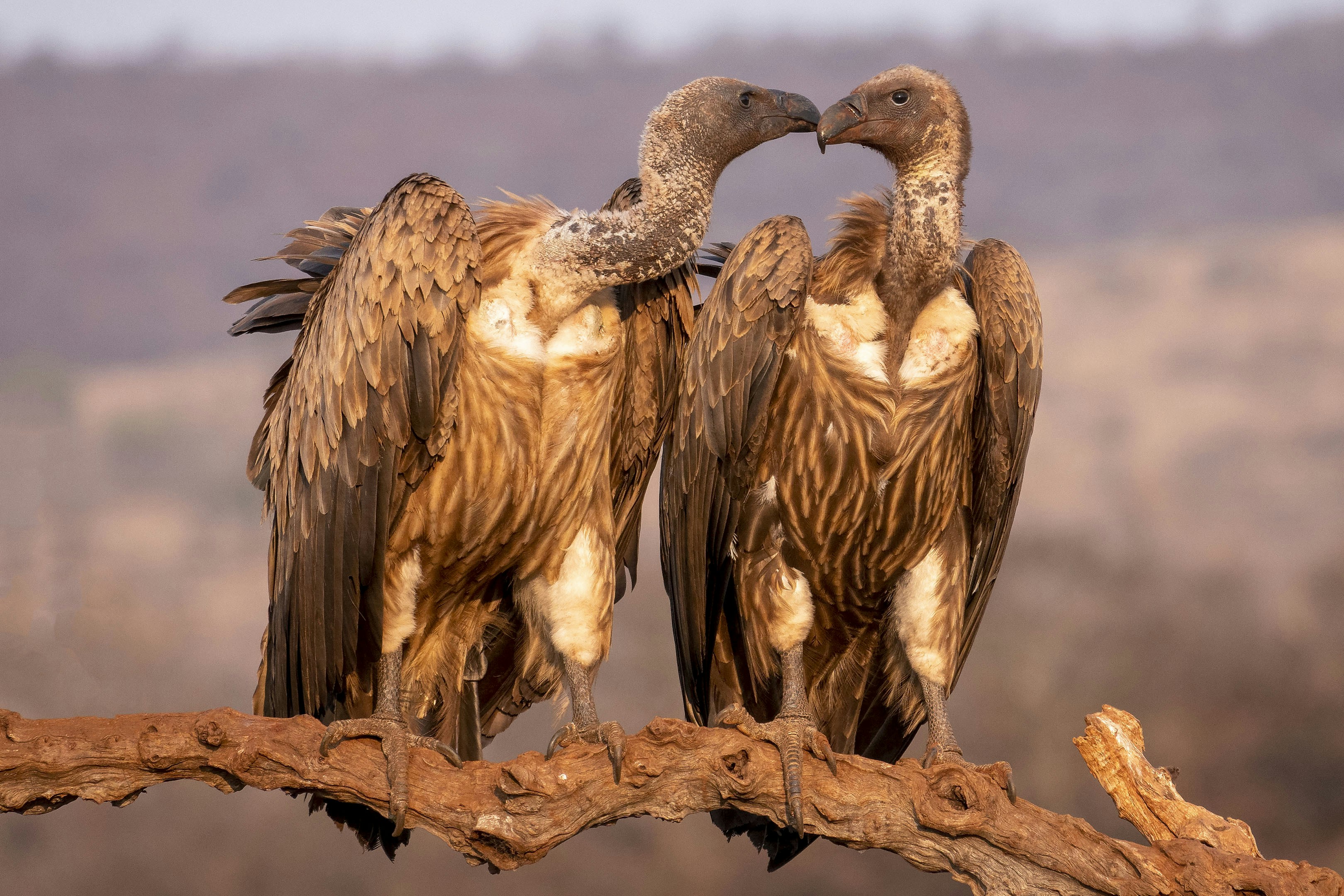 Two vultures sitting on a branch with their beaks open